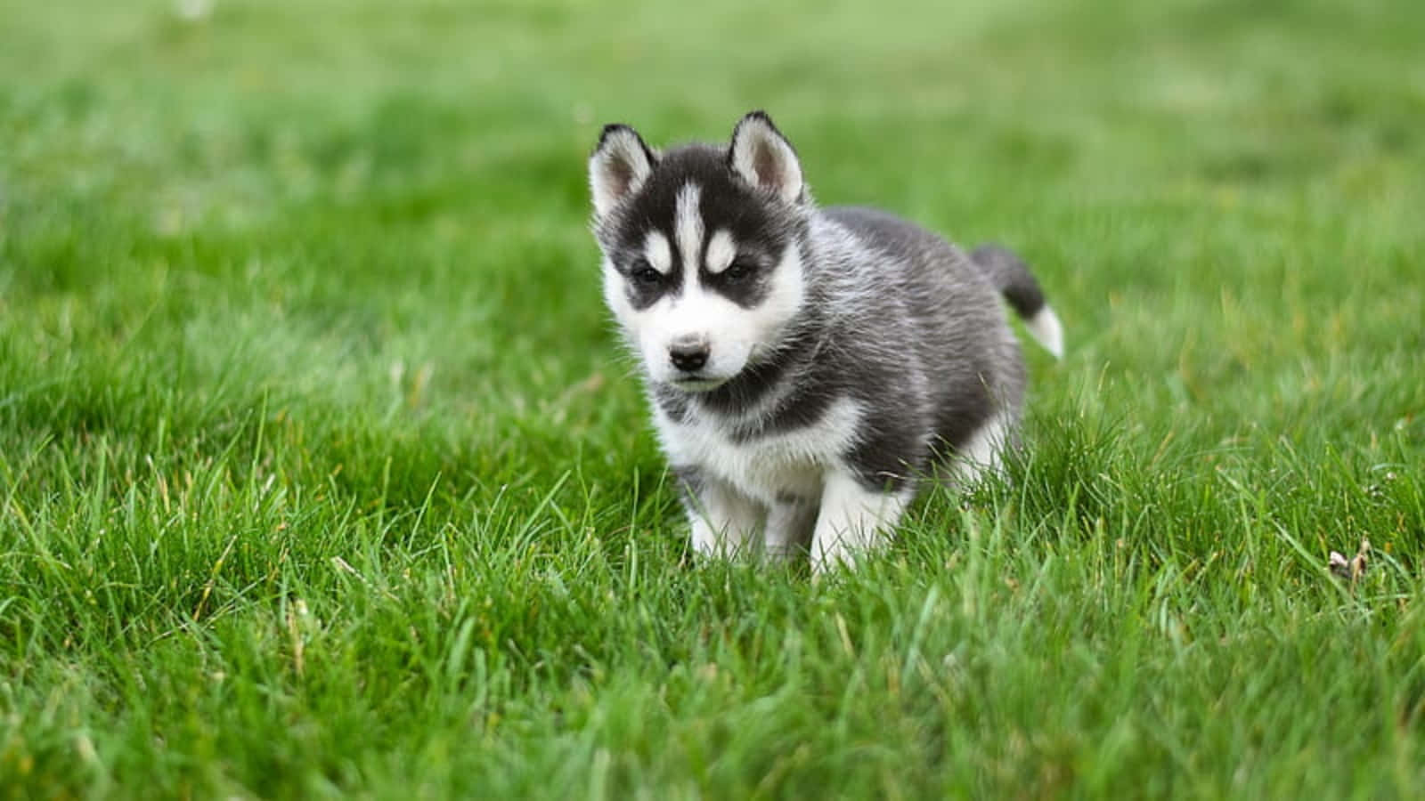Suloinen husky pentu leikkimässä ruohikossa Taustakuvat