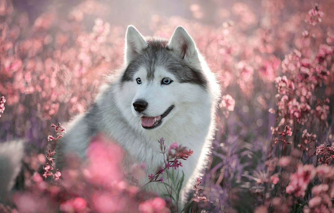 Suloinen husky vaaleanpunaisten kukkien kanssa Taustakuvat