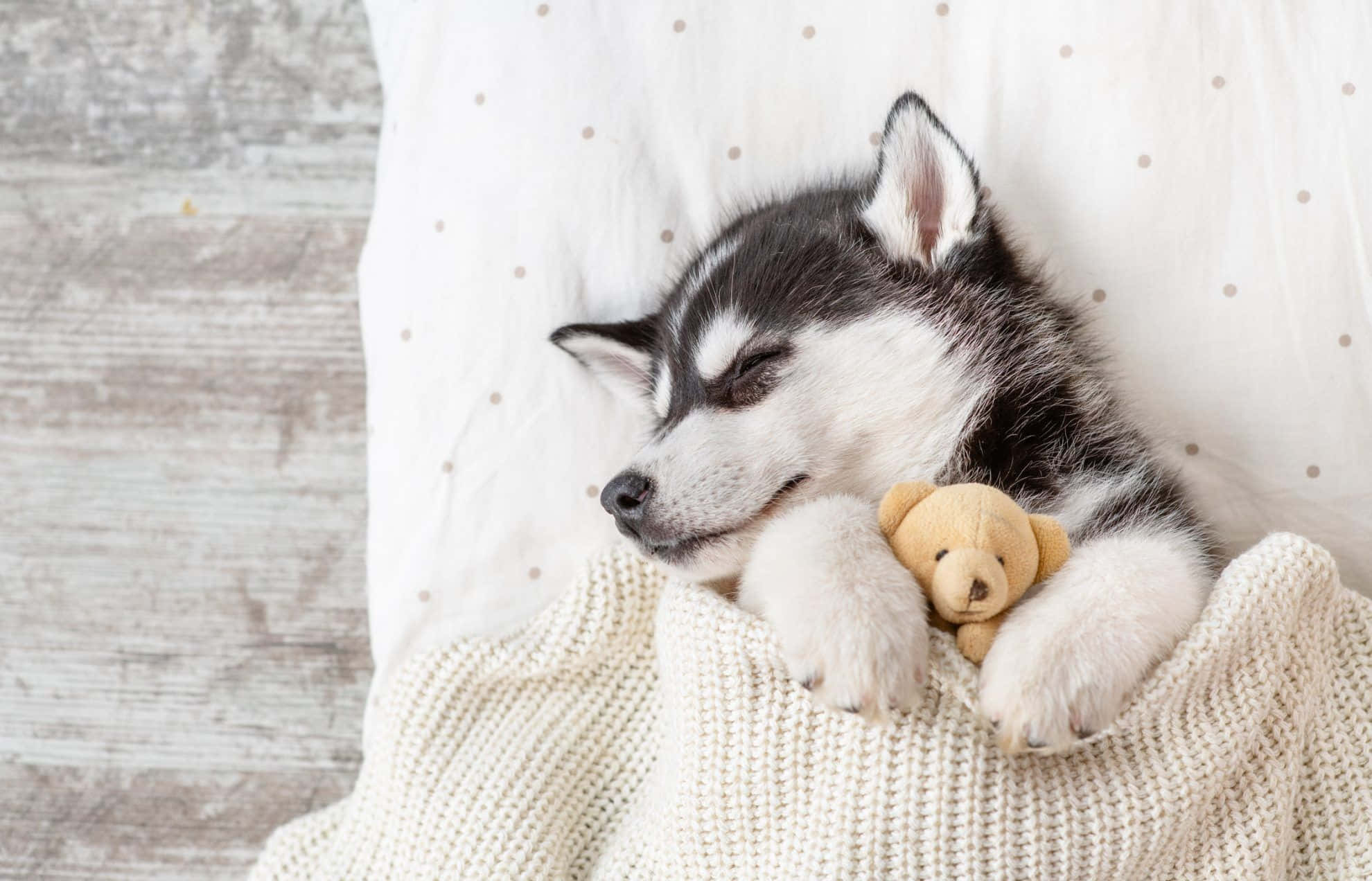 Suloinen huskynpentu nukkumassa teddykarhun kanssa Taustakuvat