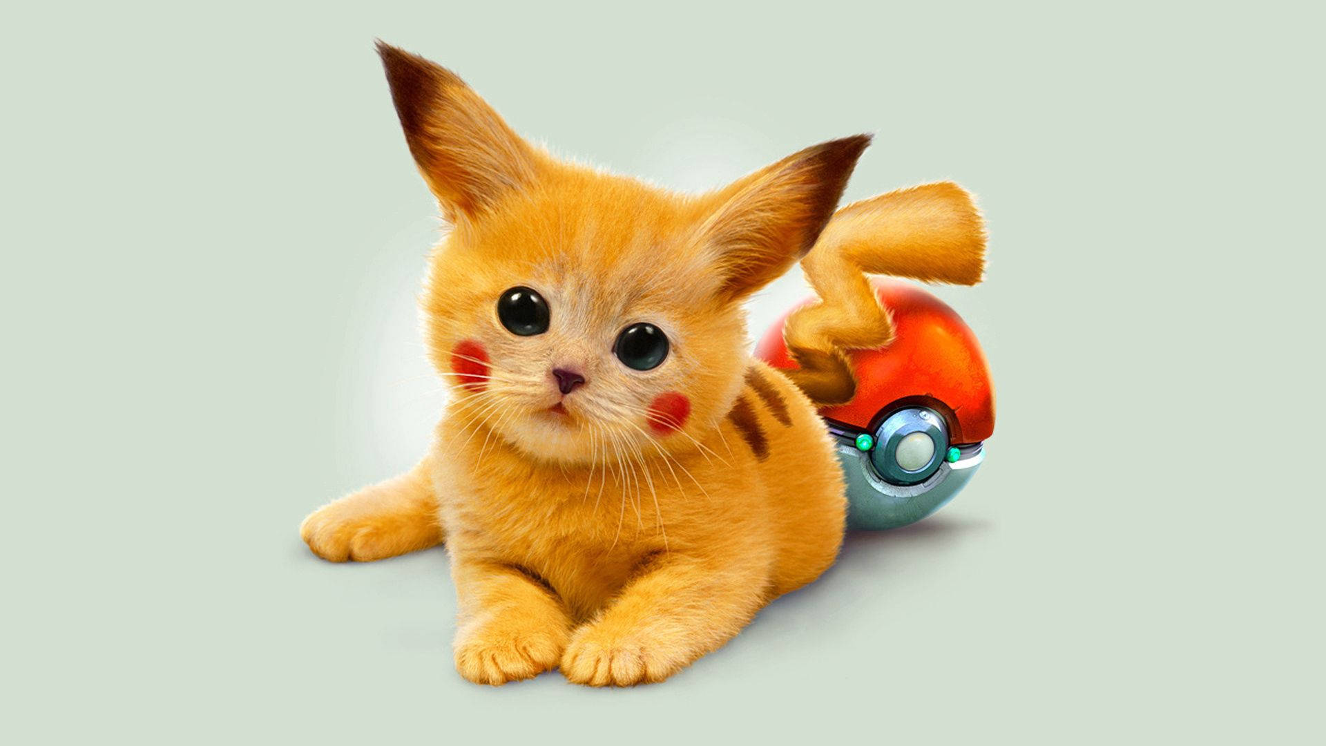 Pikachu-taustakuva kissasta, joka on muokattu Pikachuksi Pikachun hännällä ja kasvoilla.
