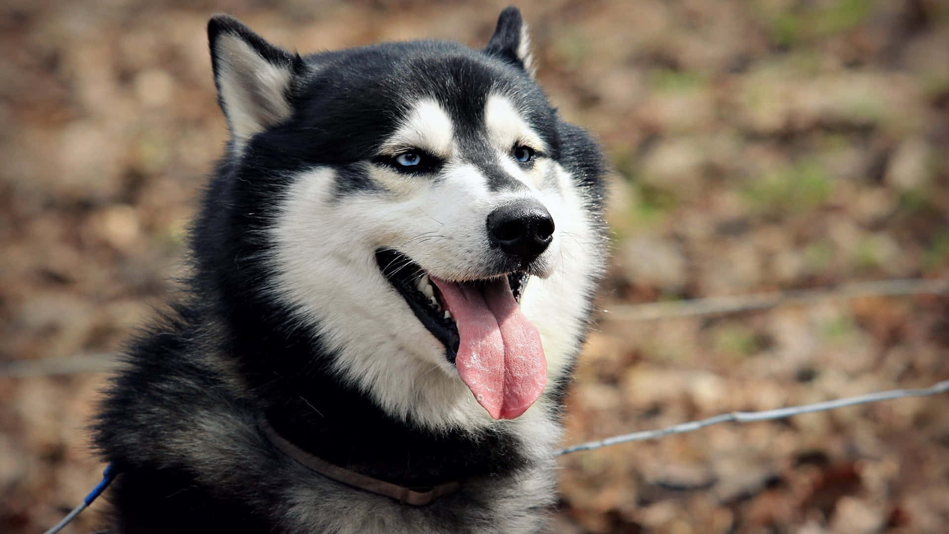 Suloinen ja pörröinen siperianhusky Taustakuvat