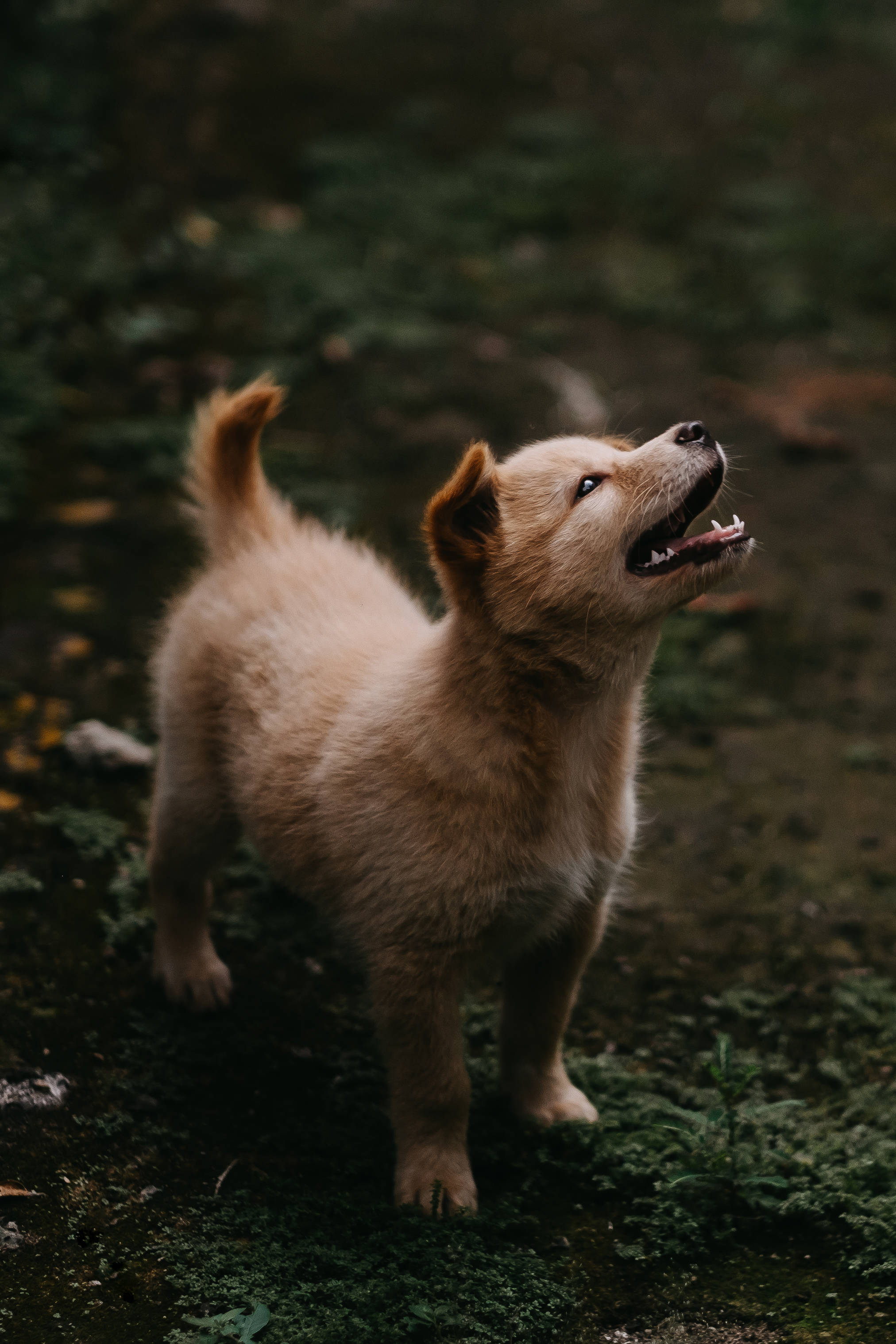 Suloinen Jindo-koira ruohikolla Taustakuvat
