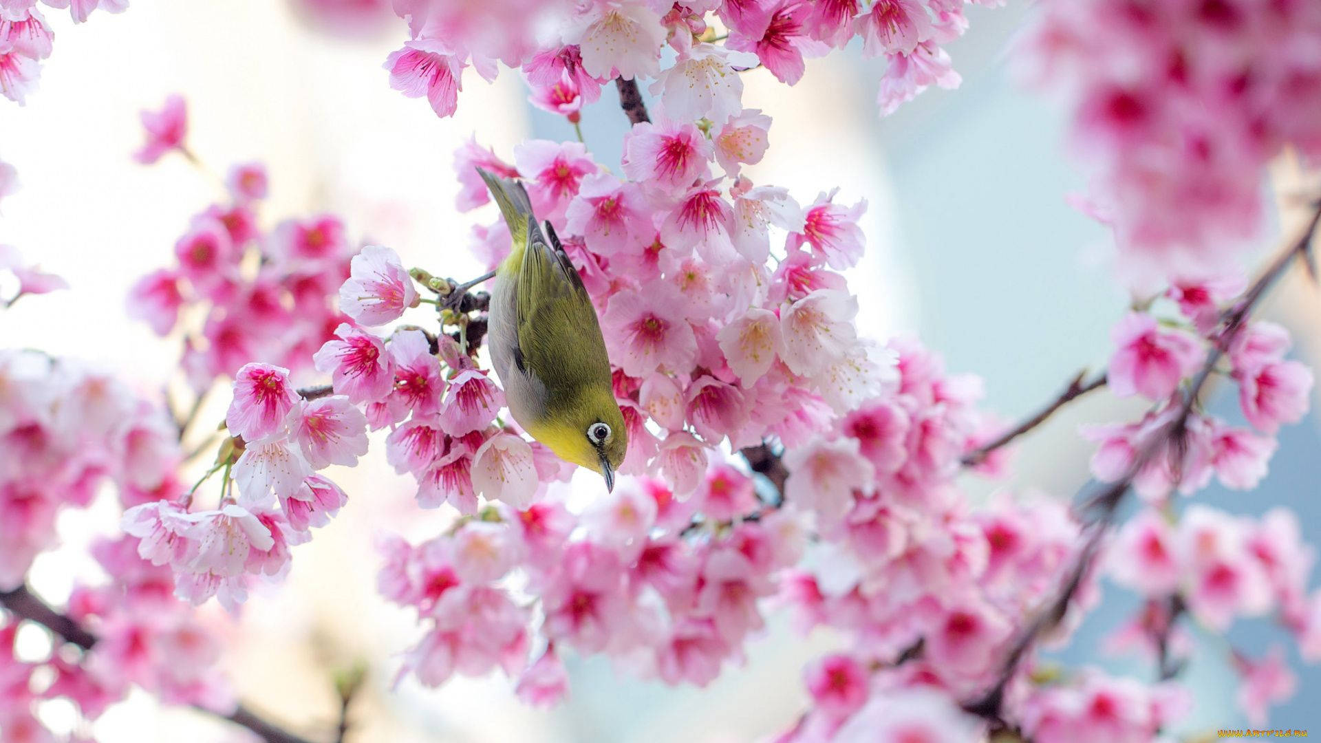 Suloinen keväinen sakura-lintu Taustakuvat