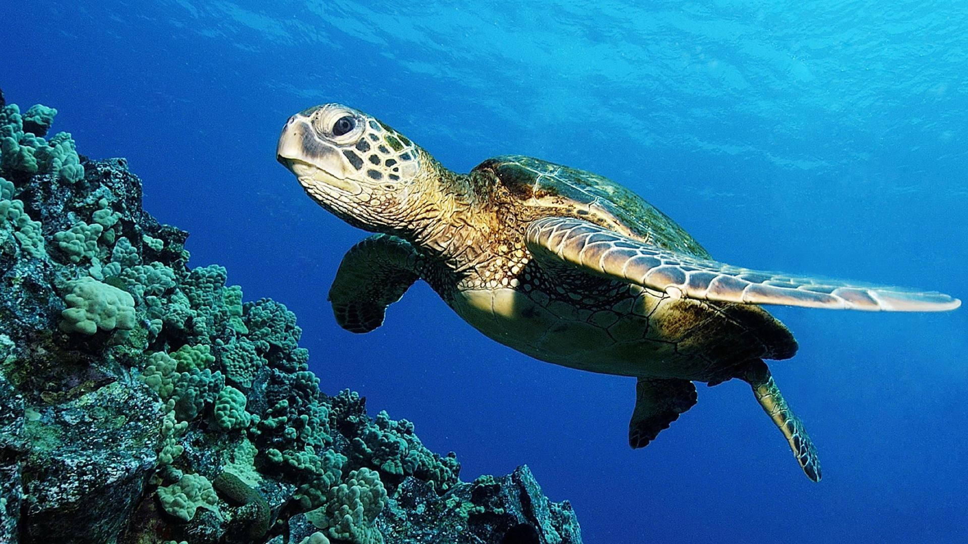 Suloinen kilpikonna uimassa meressä Taustakuvat