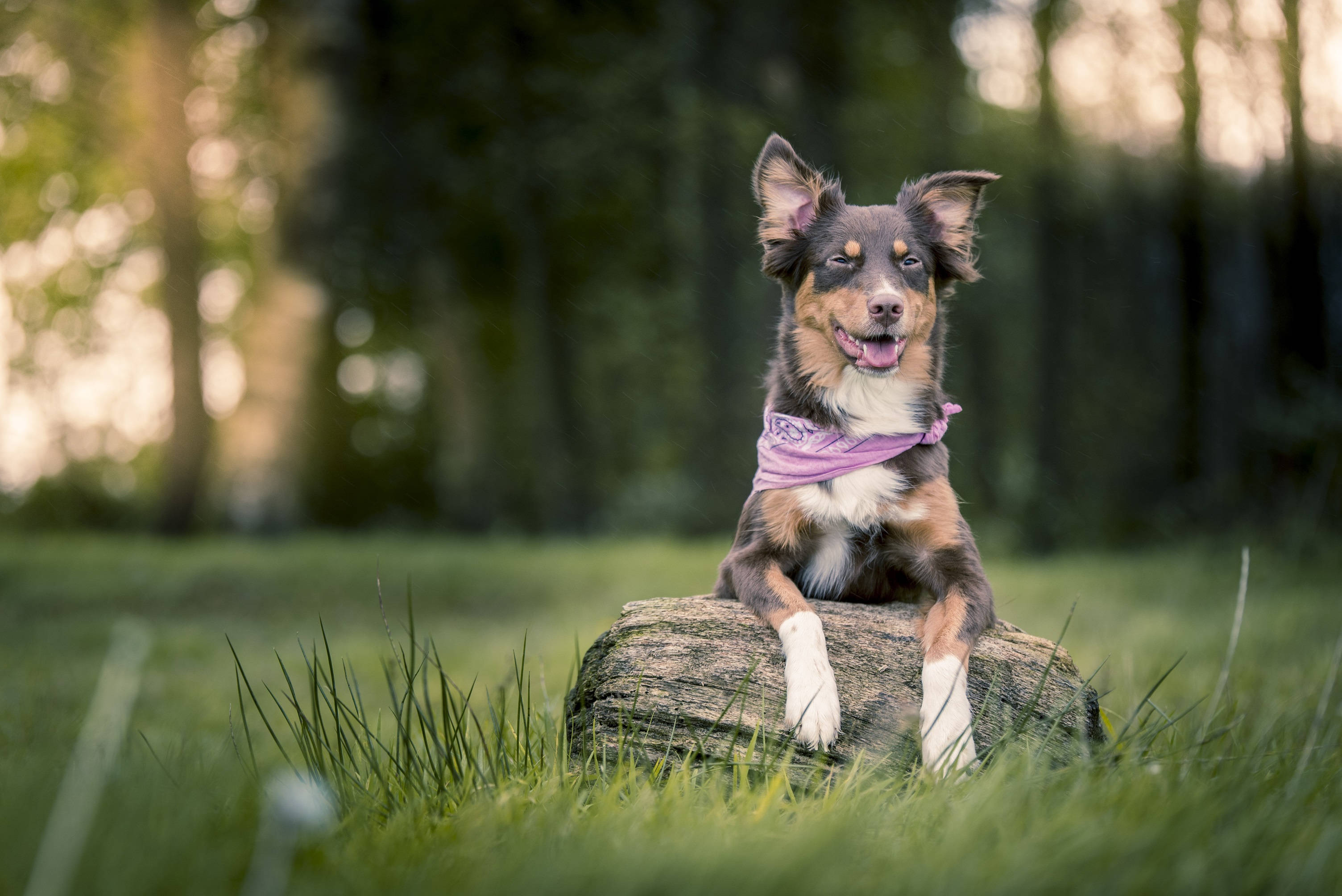 Suloinen koira violetissa huivissa Taustakuvat