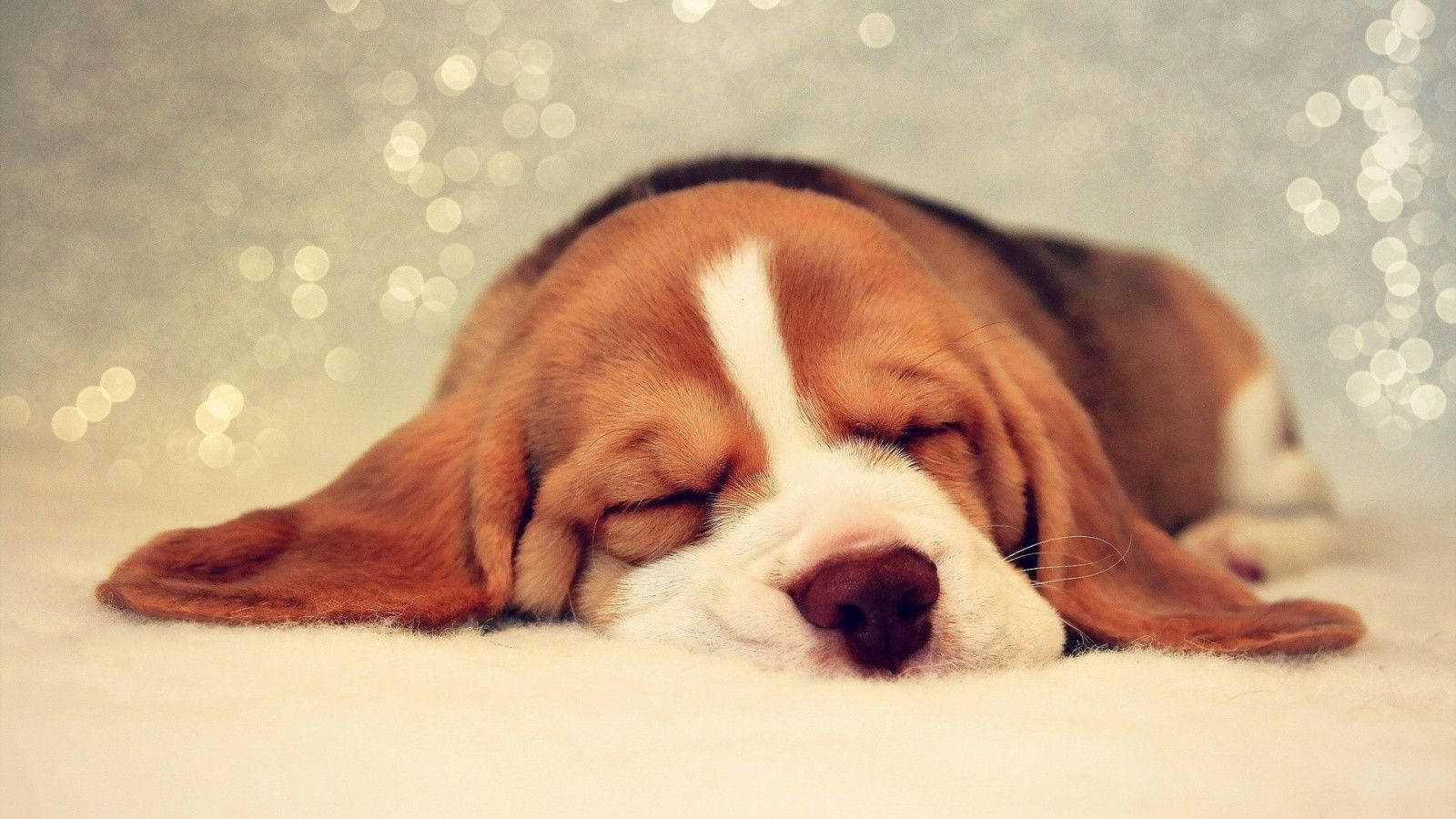 Suloinen nukkuva beaglekoira Taustakuvat
