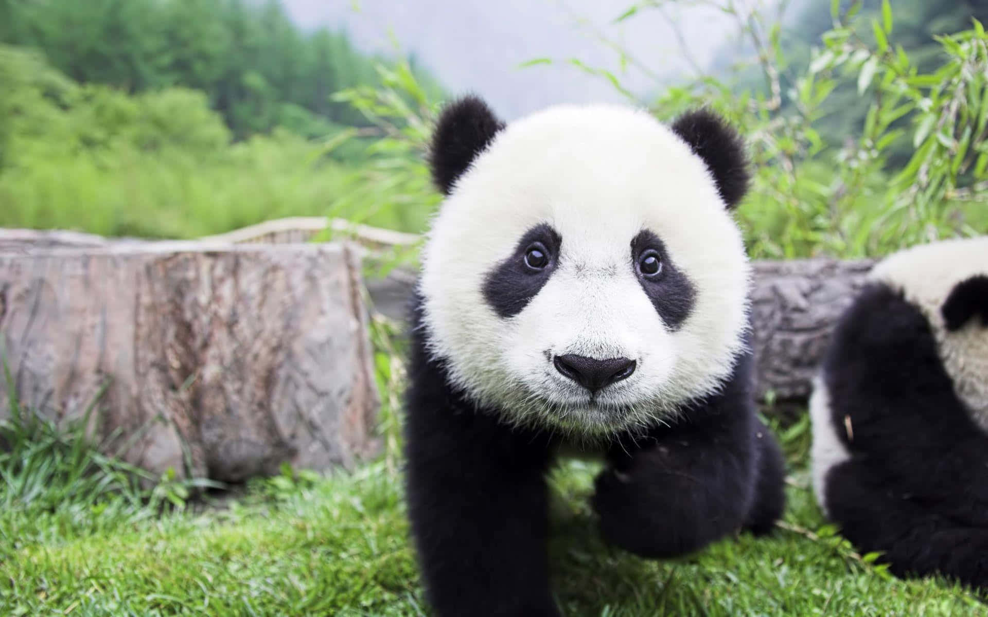 Suloinen panda nauttii ajasta luonnossa Taustakuvat