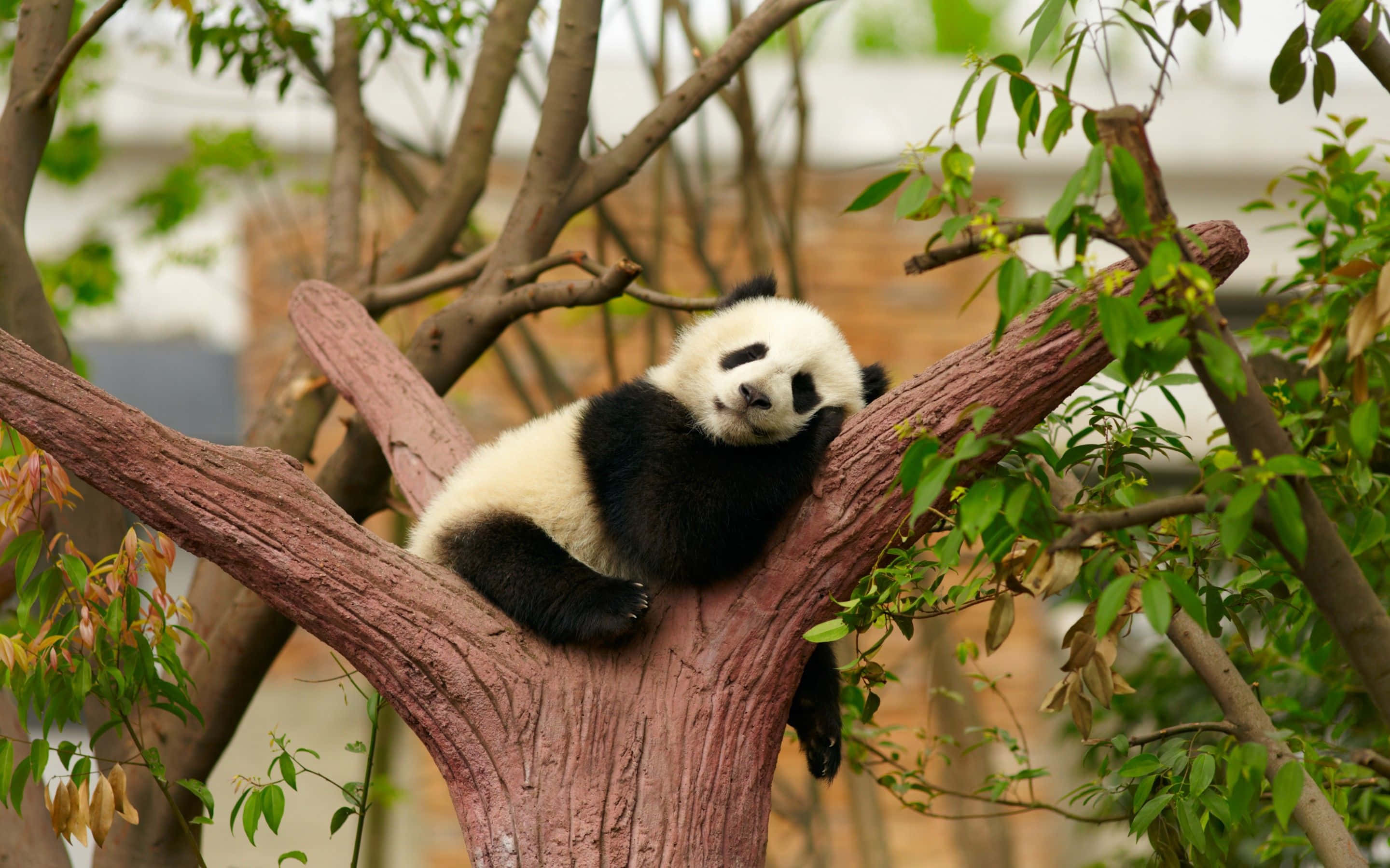 Suloinen panda nauttimassa välipalaa luonnollisessa elinympäristössään Taustakuvat