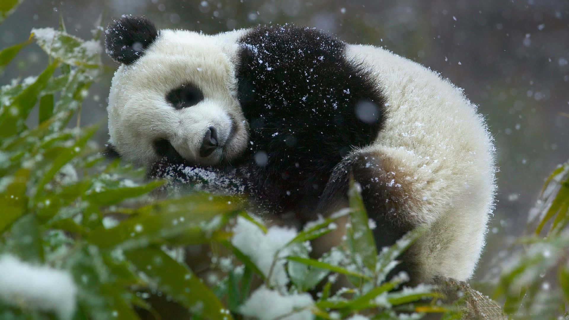 Suloinen panda rentoutuu bambulehdossa Taustakuvat