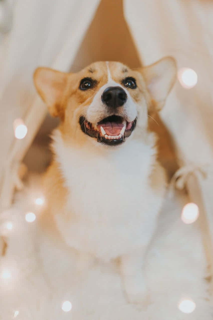 Suloinen Pembroke Welsh Corgi -rotu Taustakuvat