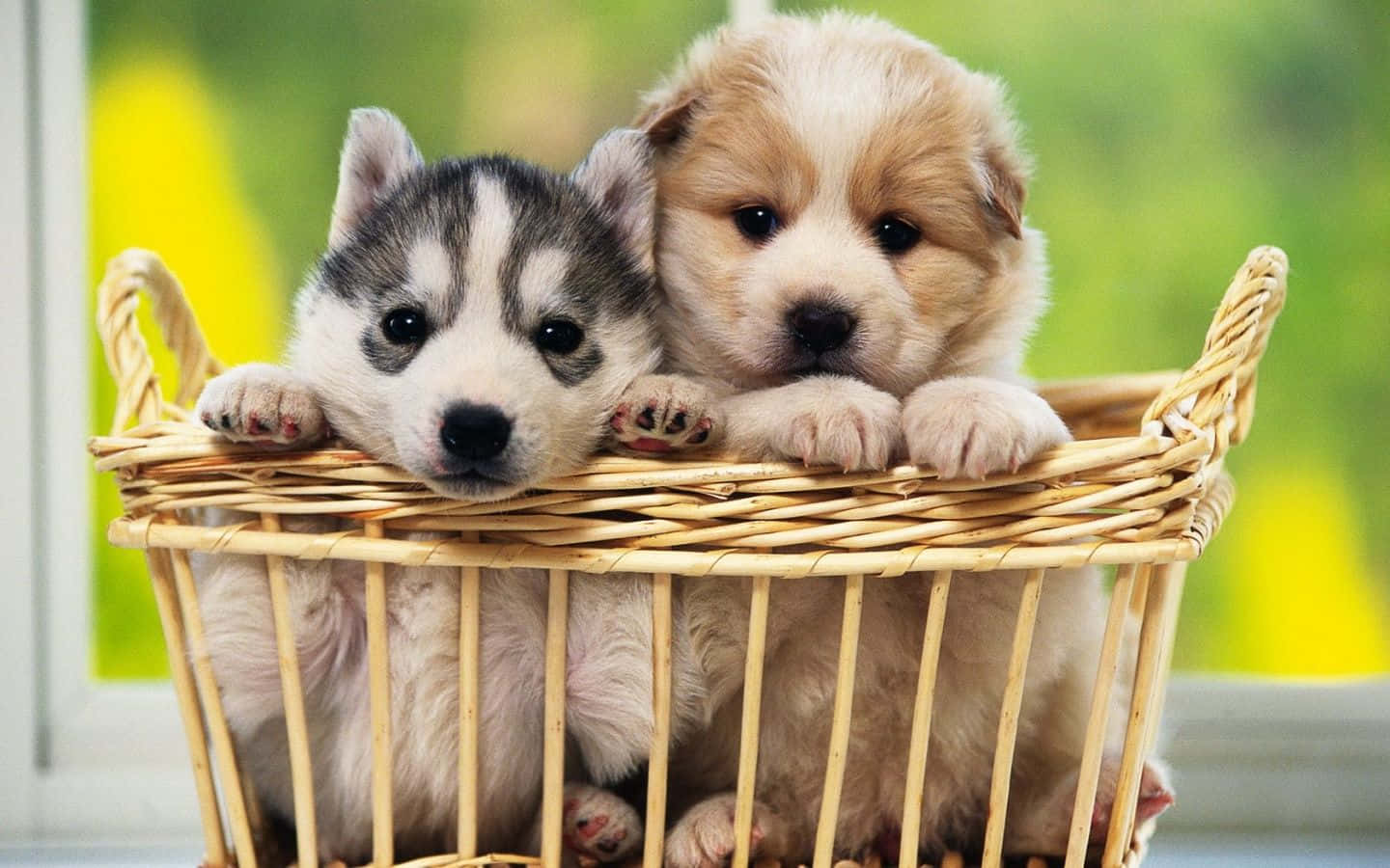 Suloinen pentu makoilee ruohikolla Taustakuvat