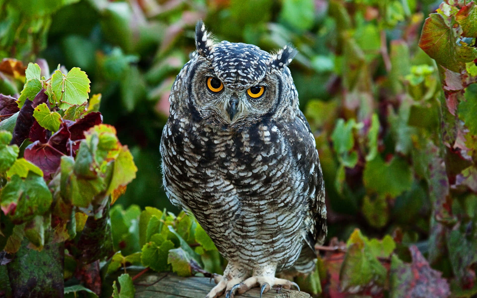 Suloinen pieni pöllö räpyttelee sinulle silmää Taustakuvat