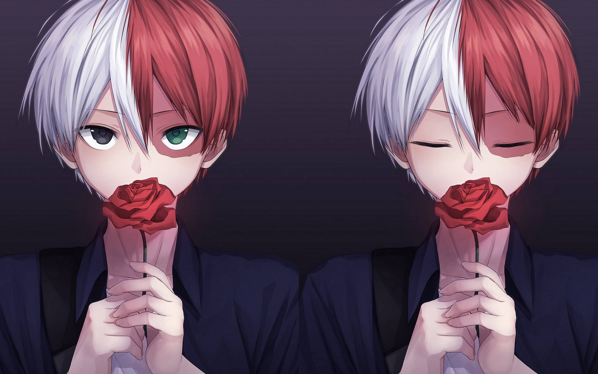 Suloinen Todoroki punaisen ruusun kanssa Taustakuvat