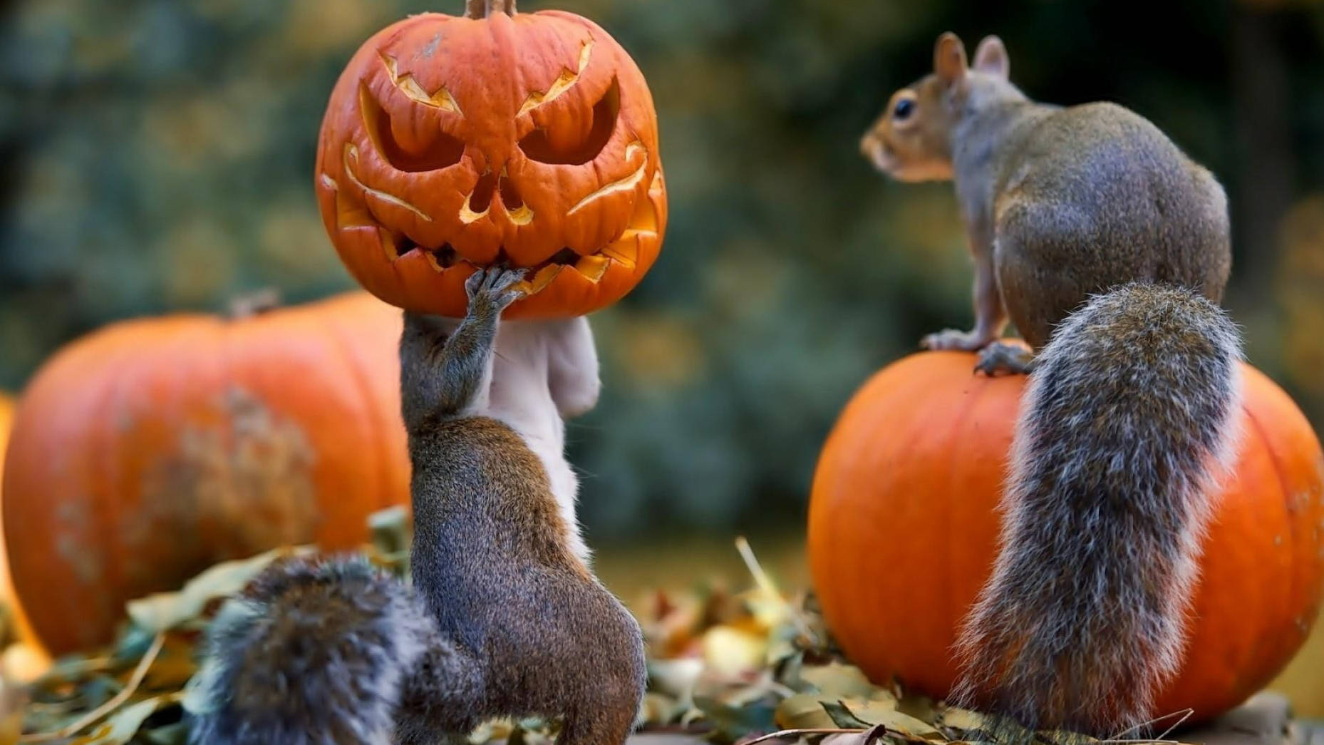 Suloiset Halloween-oravat nauttimassa juhlatunnelmasta Taustakuvat