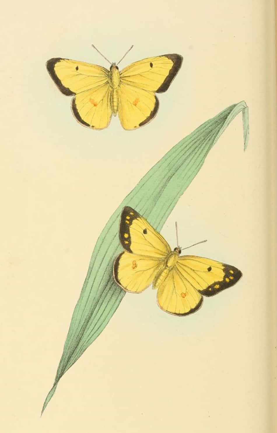 Suloisia keltaisia perhosia kokoontuneina luonnossa Taustakuvat