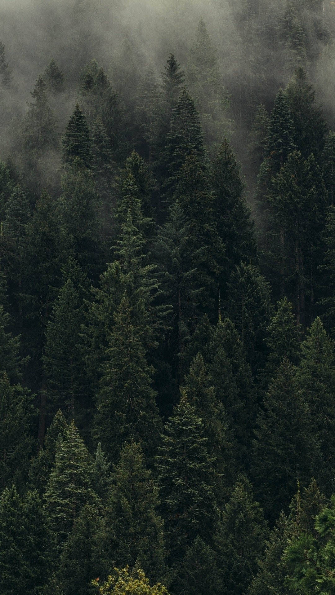 Sumuinen mäntymetsä iPhone Taustakuvat