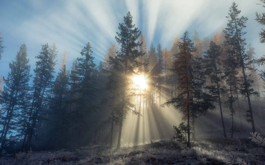 Sumuinen metsä ja auringonsäteet Taustakuvat