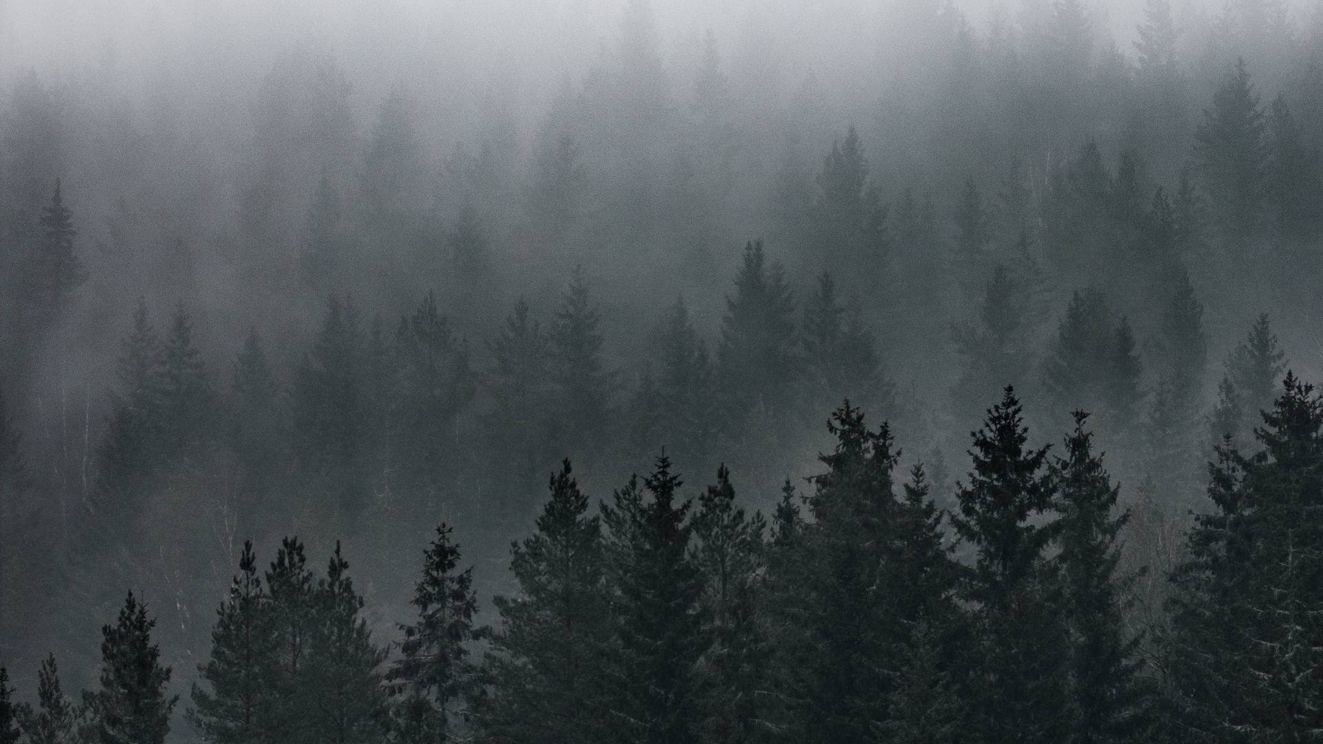Sumuinen metsänäkymä Taustakuvat