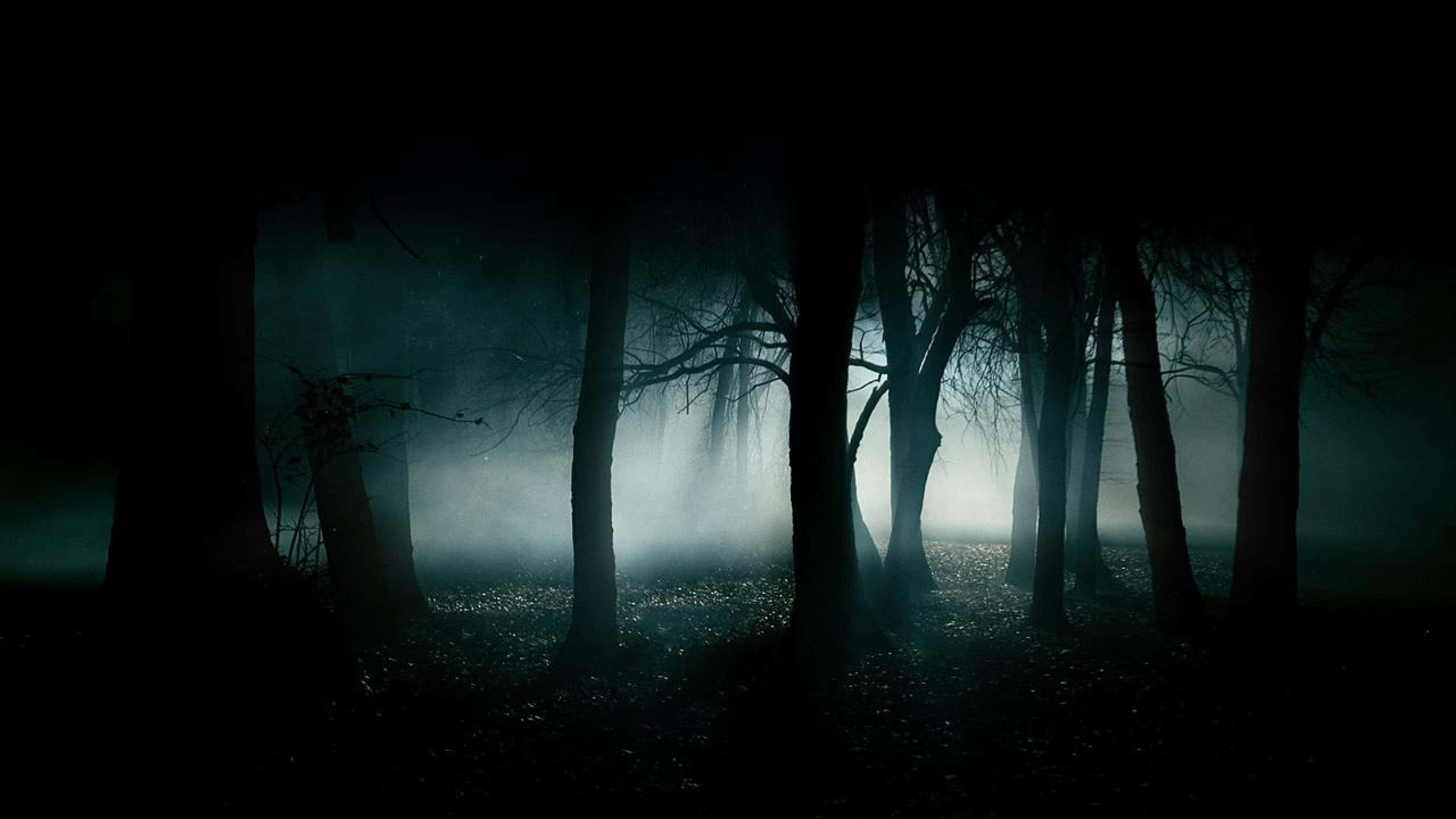 Sumuinen synkkä metsäkuva Taustakuvat