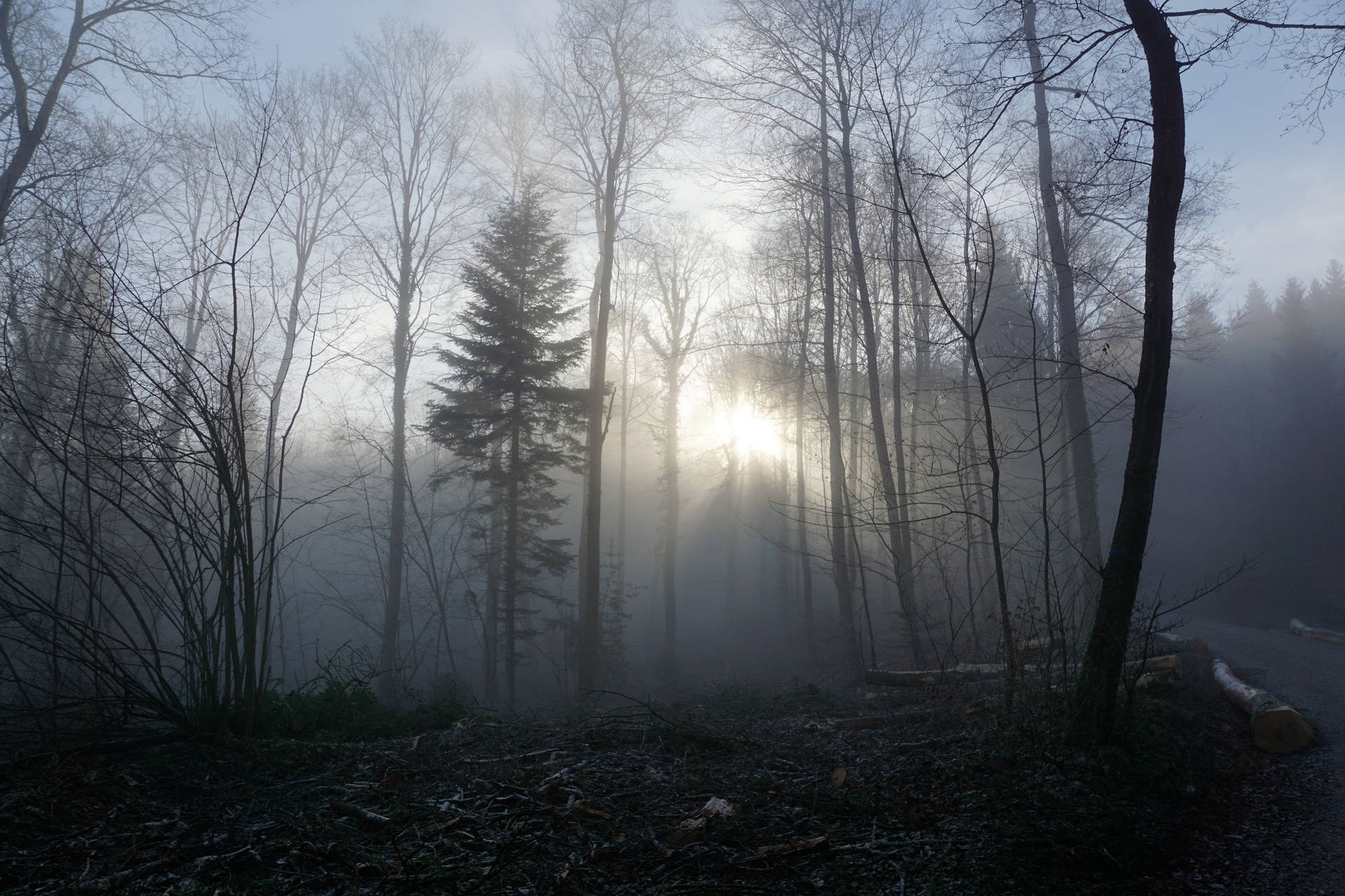 Sumuinen synkkä metsä -taustakuva