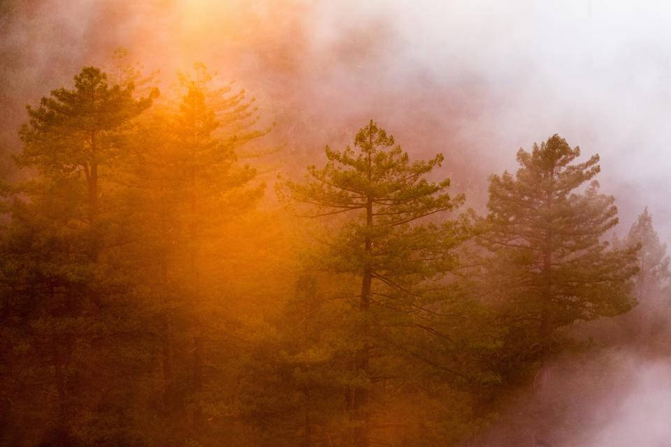 Sumuisen metsän eteerinen kauneus Taustakuvat