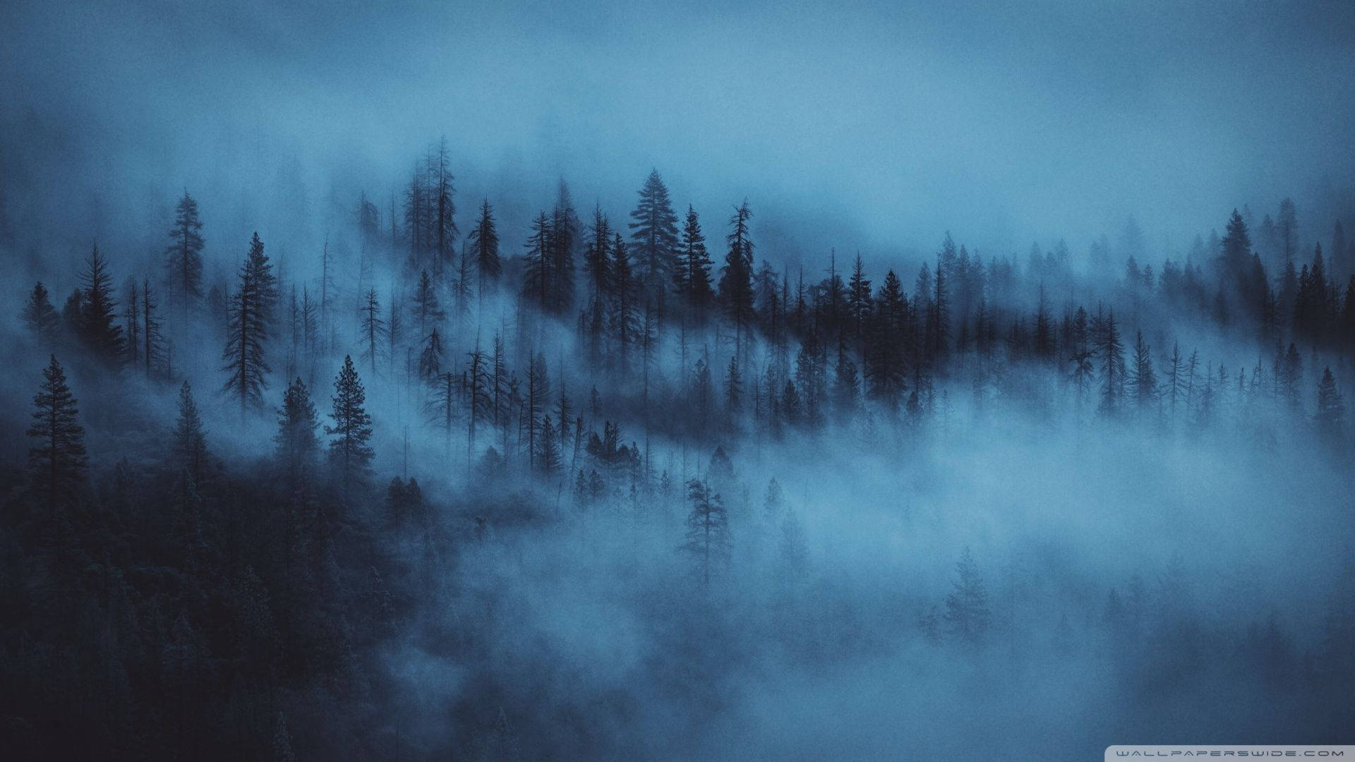 Sumumetsä Estetiikka Tumma Sininen HD Taustakuvat