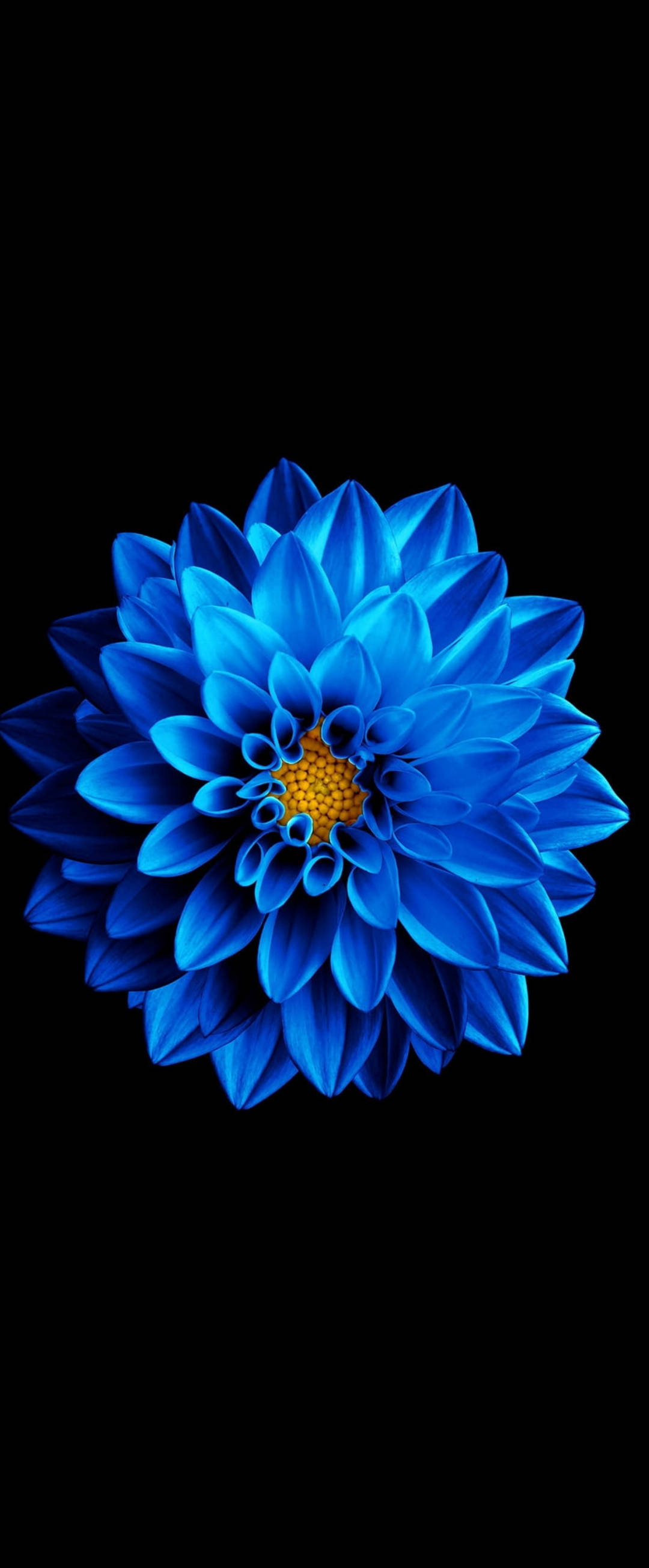 Super AMOLED sininen zinnia Taustakuvat