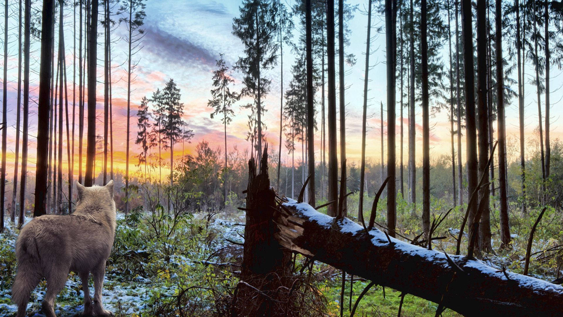 Harmaa susi seisoo metsässä kaatuneen puun oksan ja korkeiden puiden keskellä, yksinäisyys auringonlaskun aikaan.