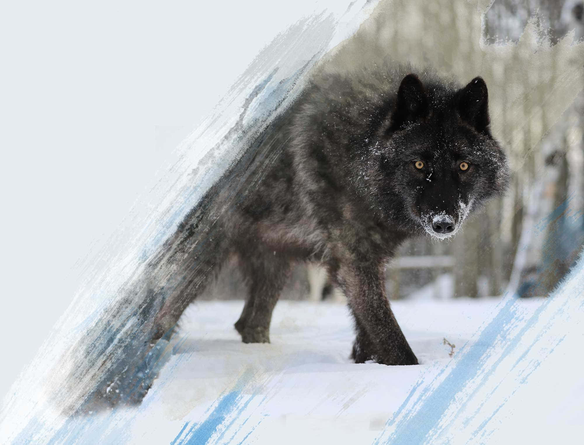 Susi ulvoo täydenkuun aikaan Taustakuvat