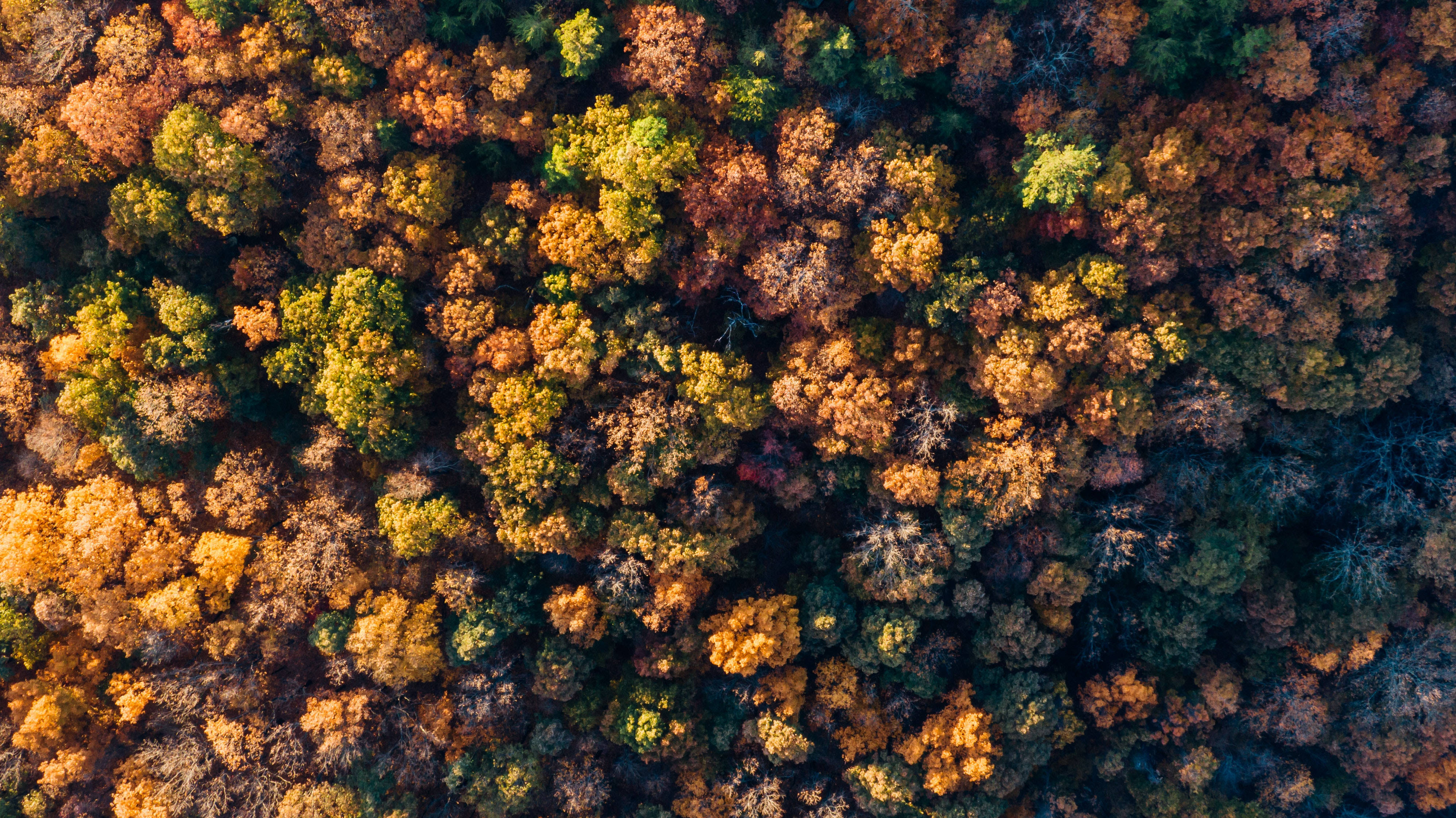 Syksyinen metsänäkymä Taustakuvat