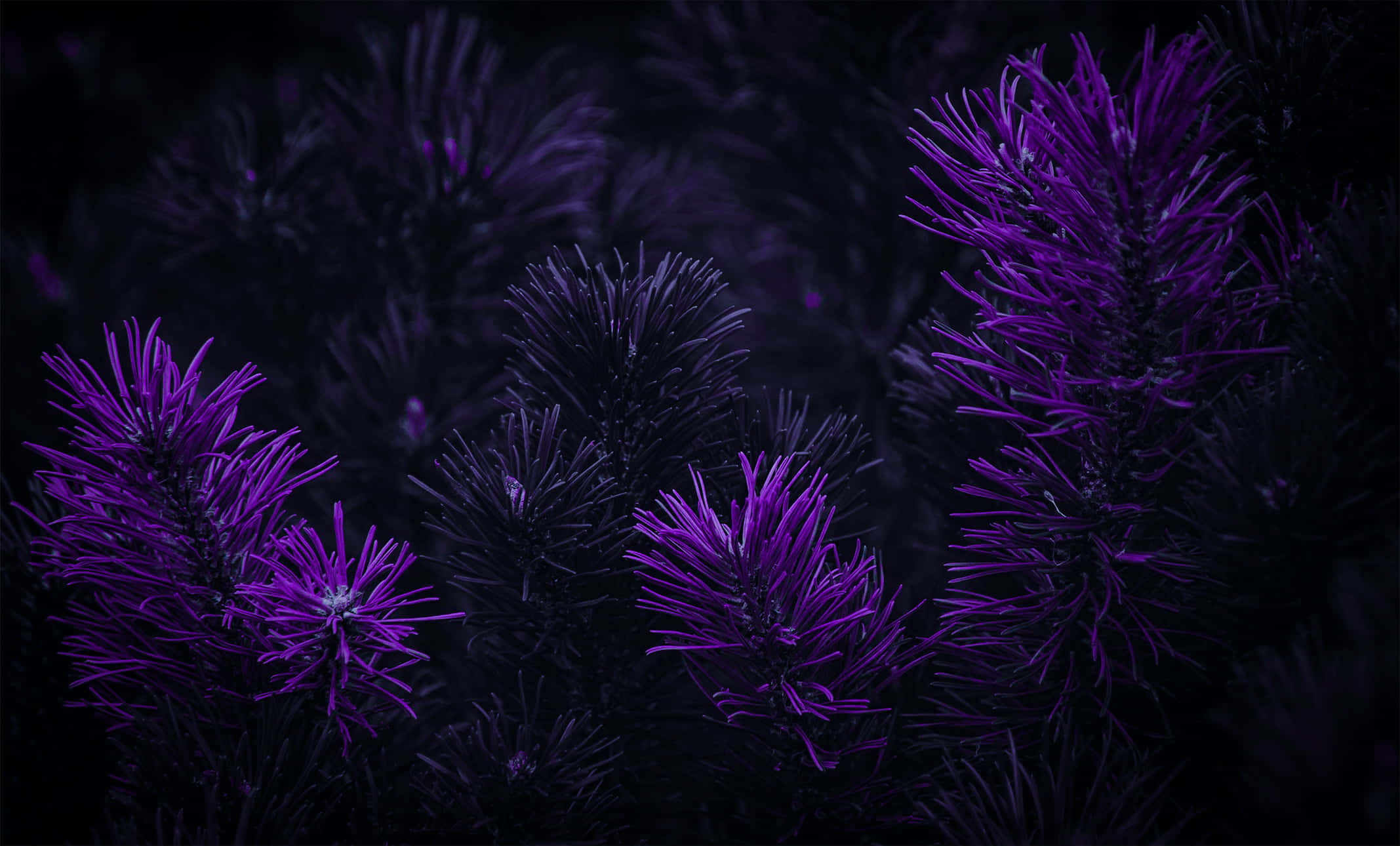 Syleile tumman violetin kauneutta Taustakuvat