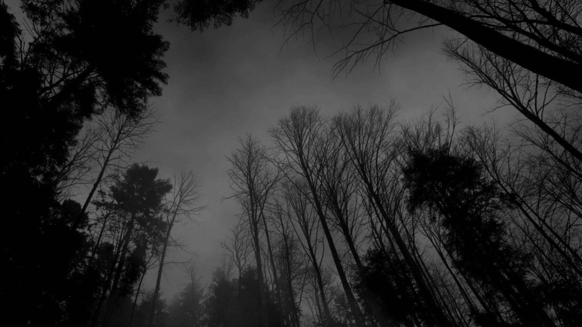 Synkkä metsä tummanharmaa Taustakuvat