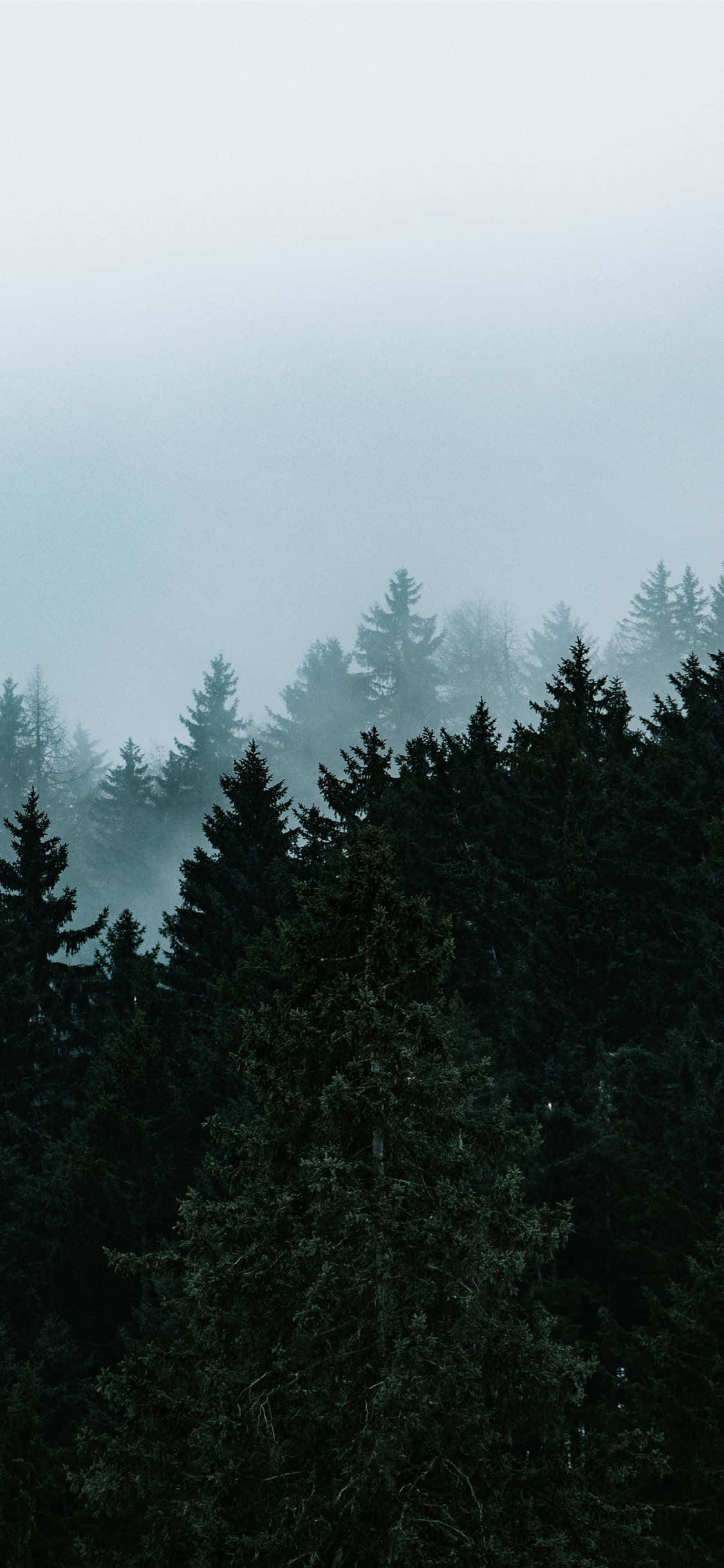 Taltioi puiden eeppinen kauneus iPhonella Taustakuvat