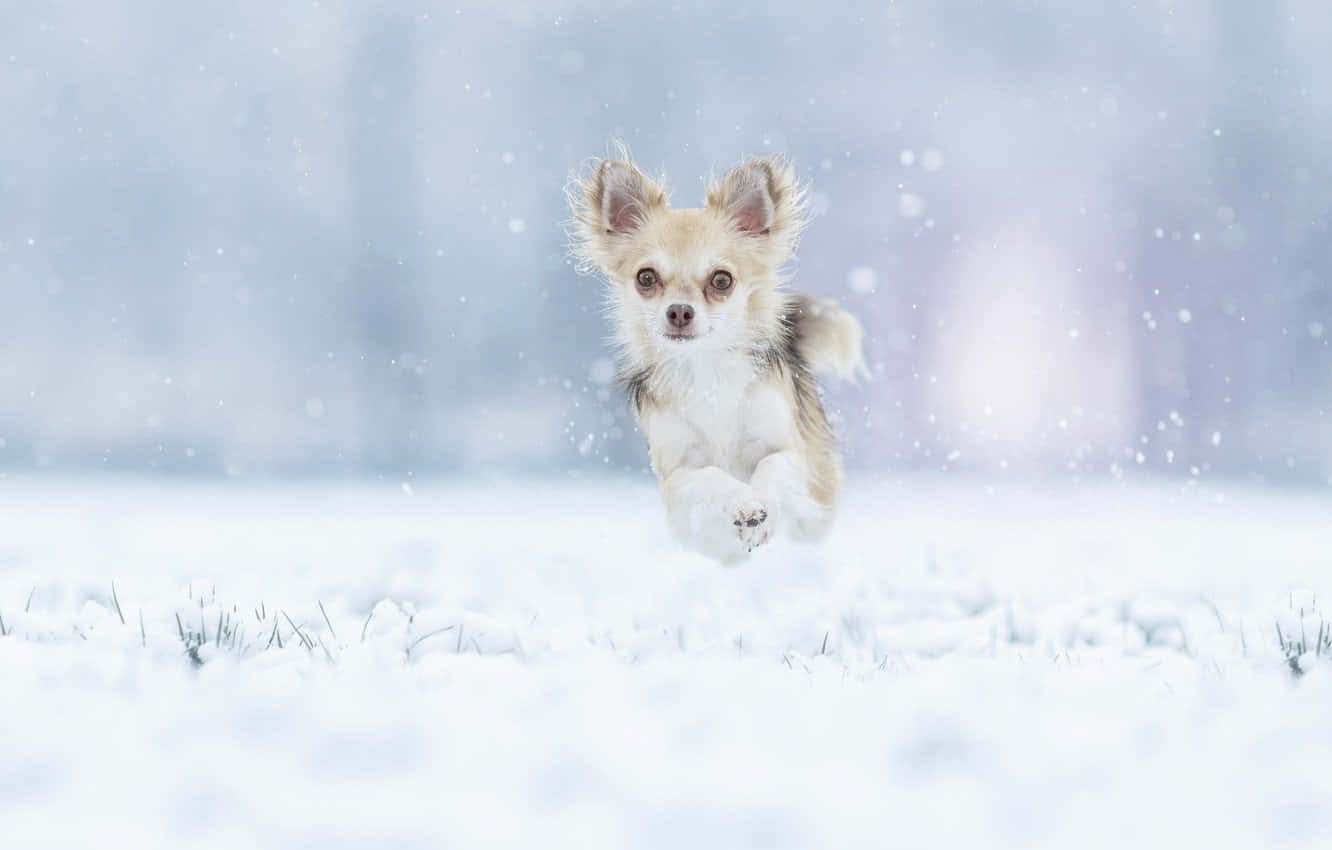 Talvinen chihuahua hyppimässä Taustakuvat