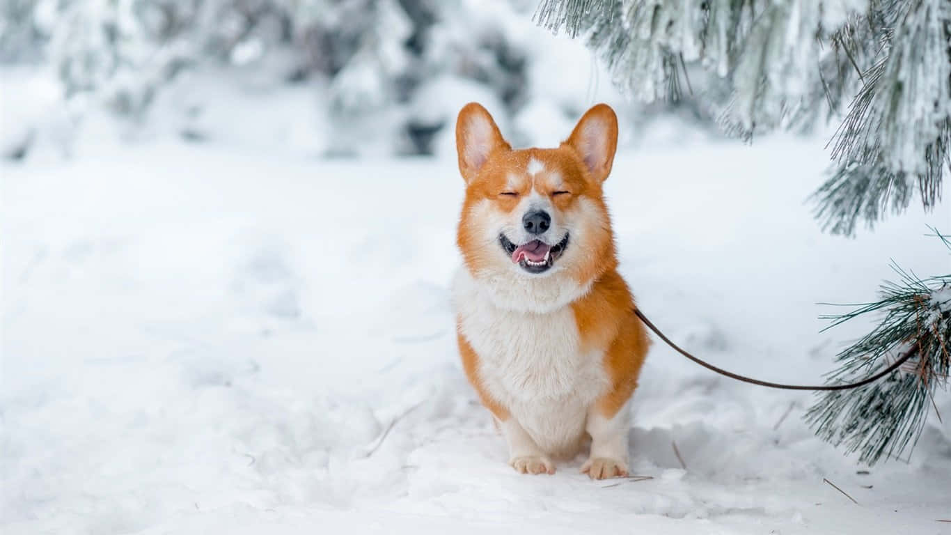 Talvinen corgikoira Taustakuvat