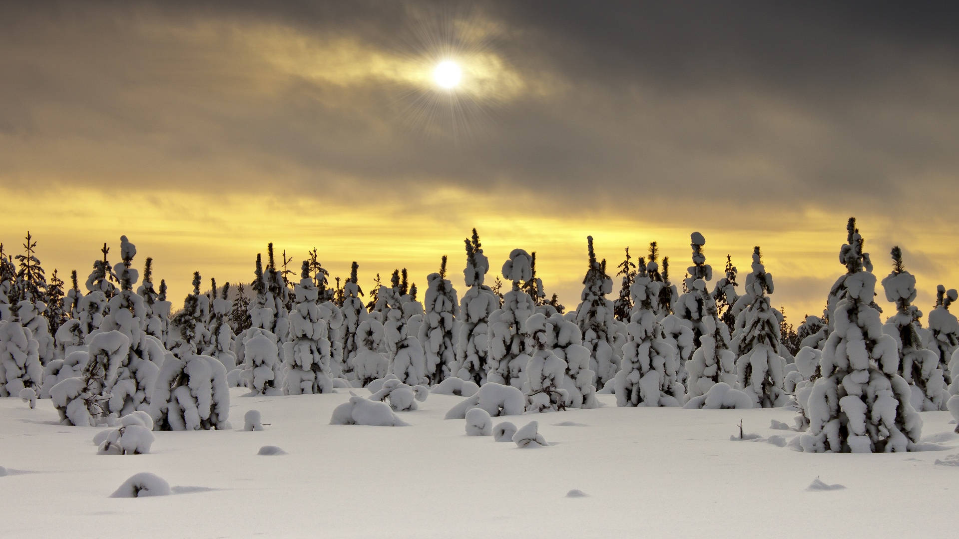 Talvinen jäätynyt metsämaisema Taustakuvat