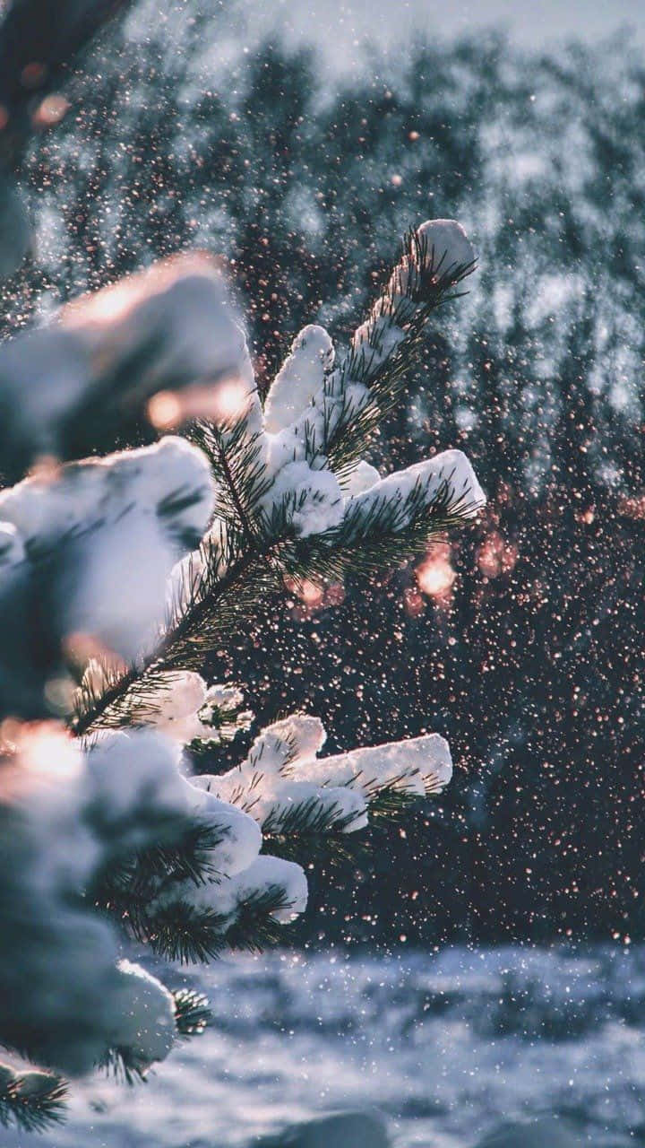 Talvinen lumimäntyjen lehdet Tumblr Taustakuvat