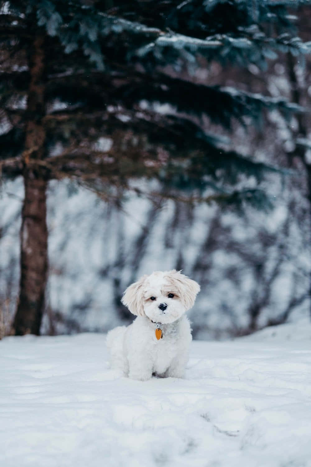 Talvinen shih tzu -koira Taustakuvat