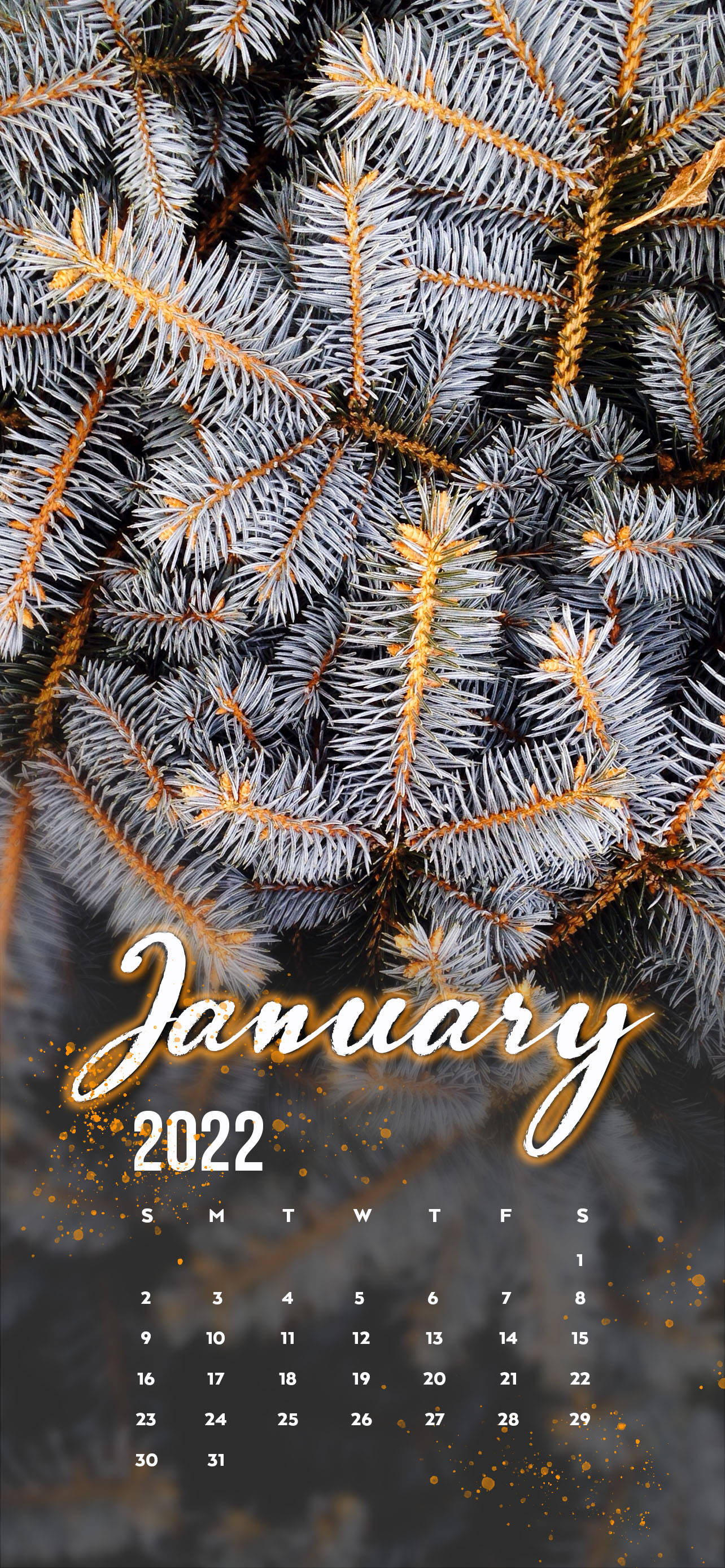 Tammikuu 2022 Valkoinen Mänty Taustakuvat