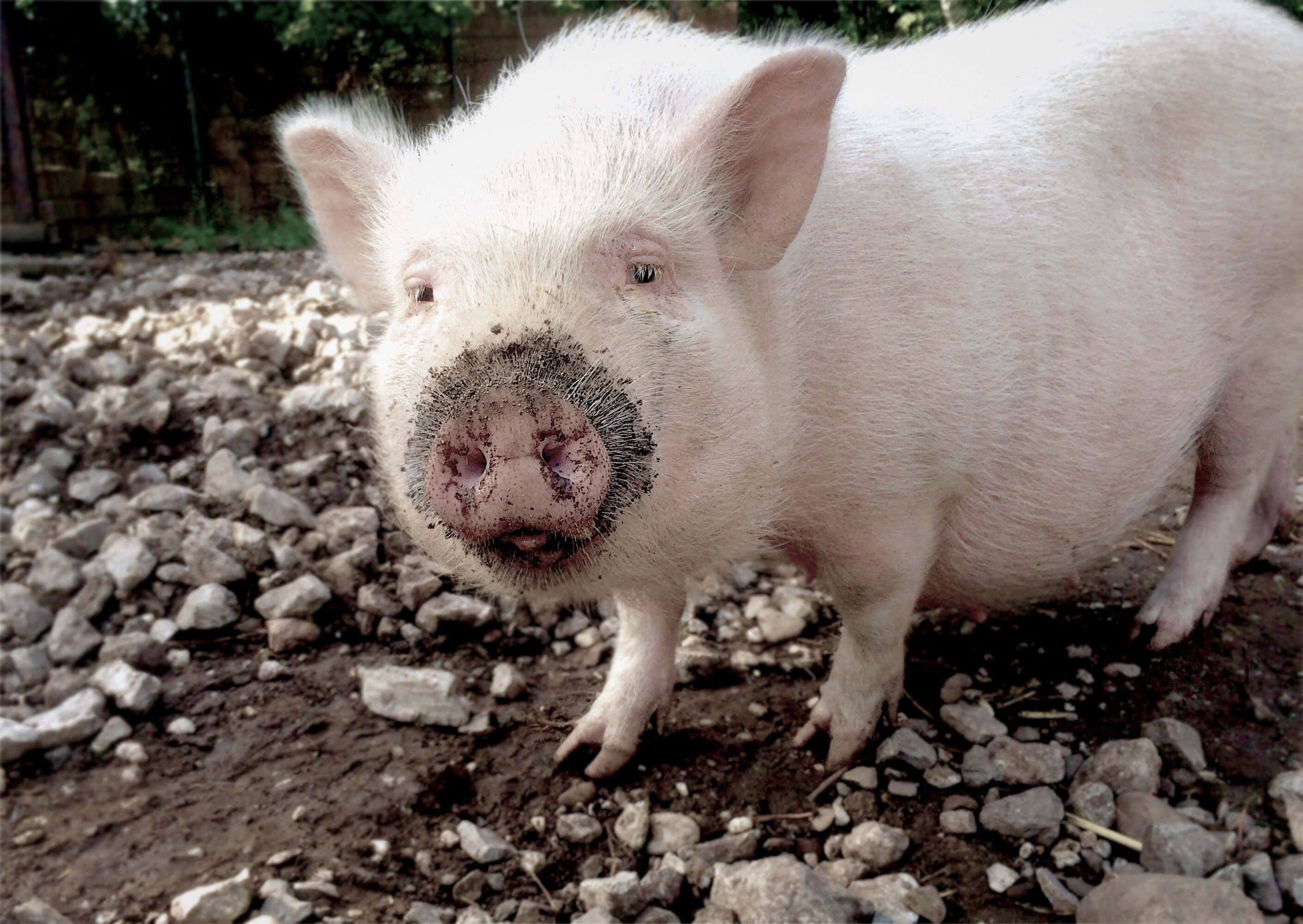 Tapaa Peppa, maatilan söpöin possu Taustakuvat