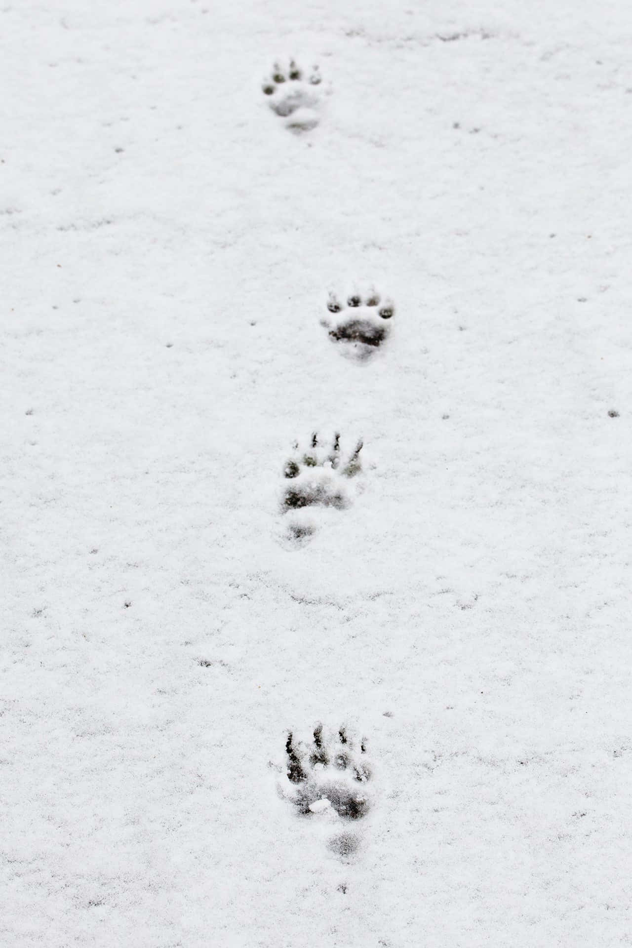 tassunjälkipari lumessa Taustakuvat