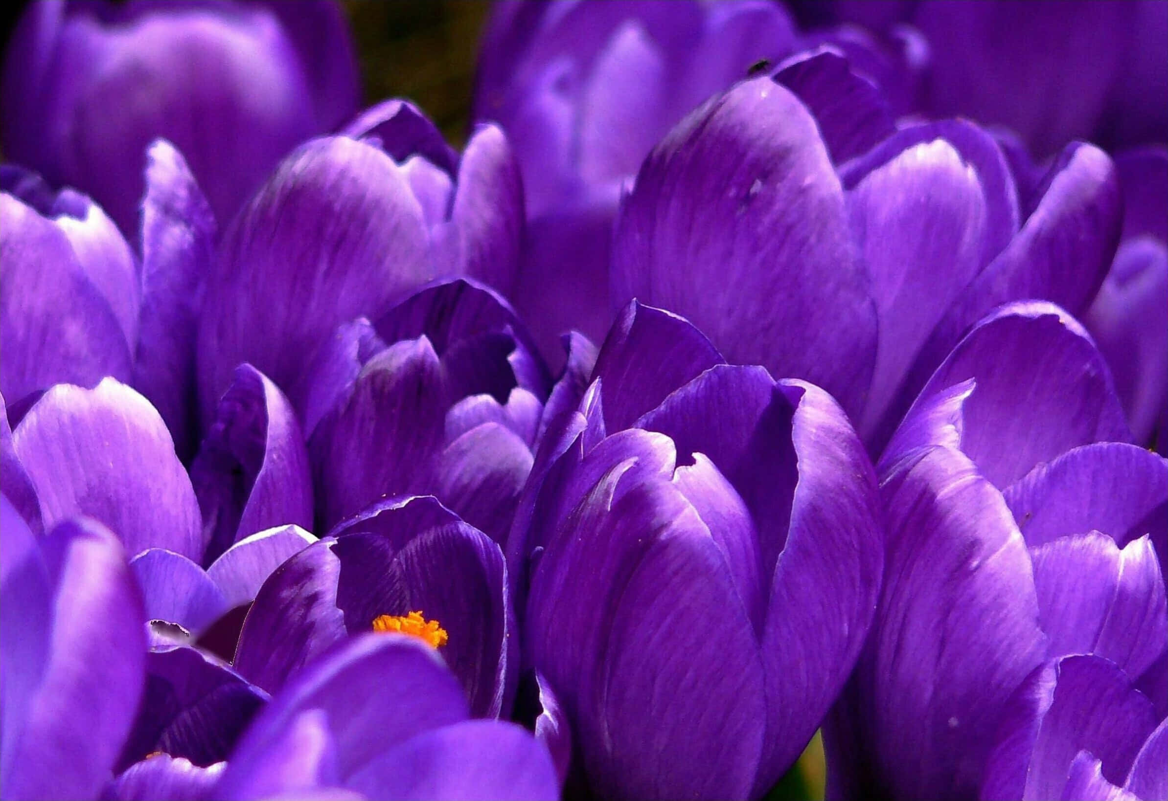 Taustakuva violetti Taustakuvat