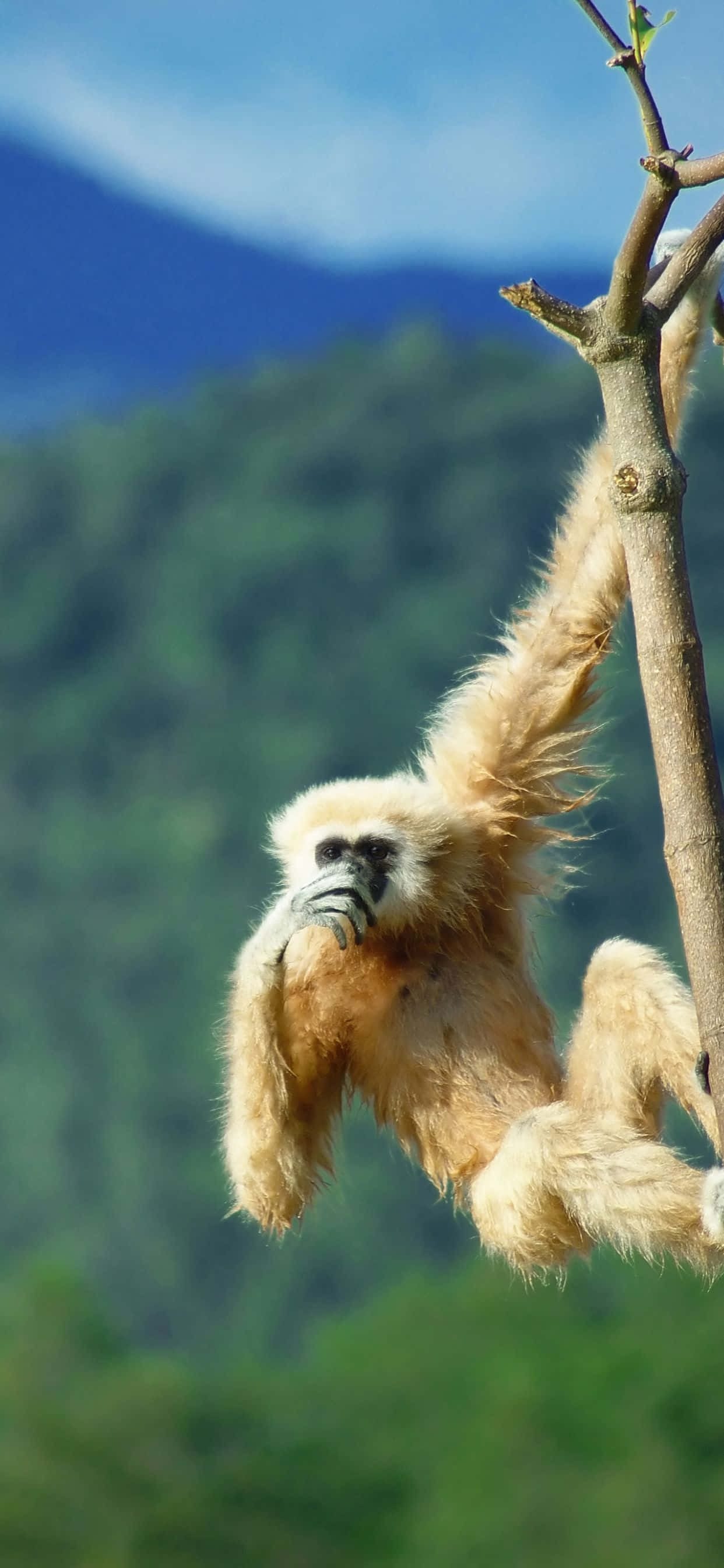 Täydellinen Puhelin - iPhone Xs Max Gibbon Taustakuvat