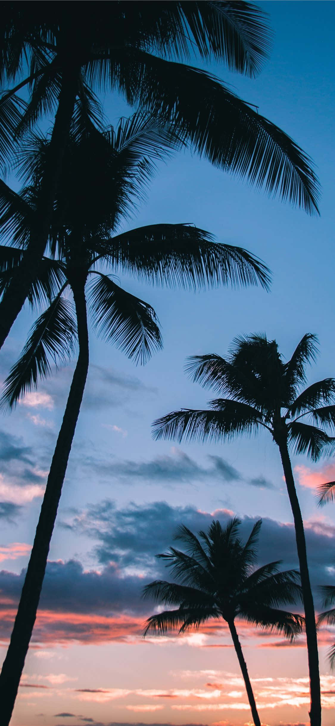 Trooppinen paratiisi ruudullasi: Palm Tree iPhone -taustakuva Taustakuvat