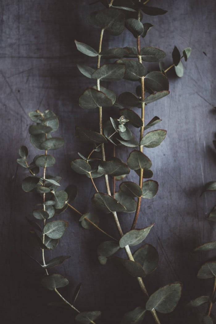 Tumma eukalyptus-estetiikka Taustakuvat