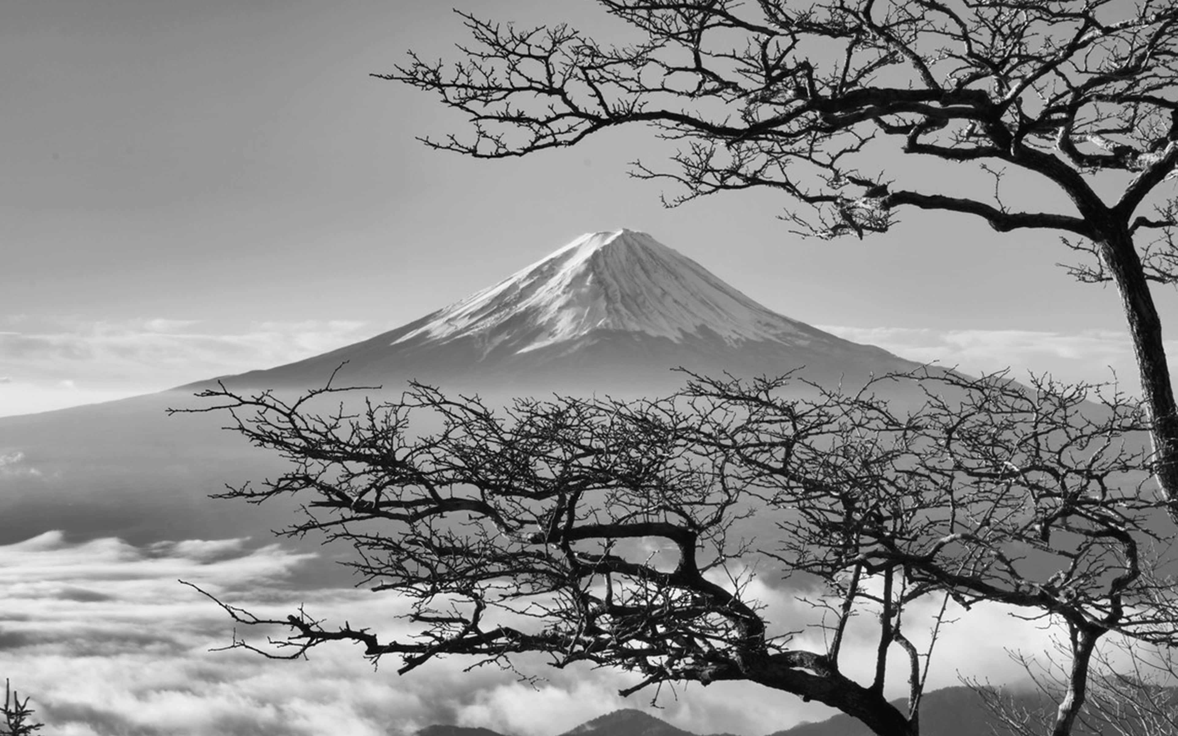 Tumma japanilainen Fuji-vuori kirsikankukkien kanssa Taustakuvat