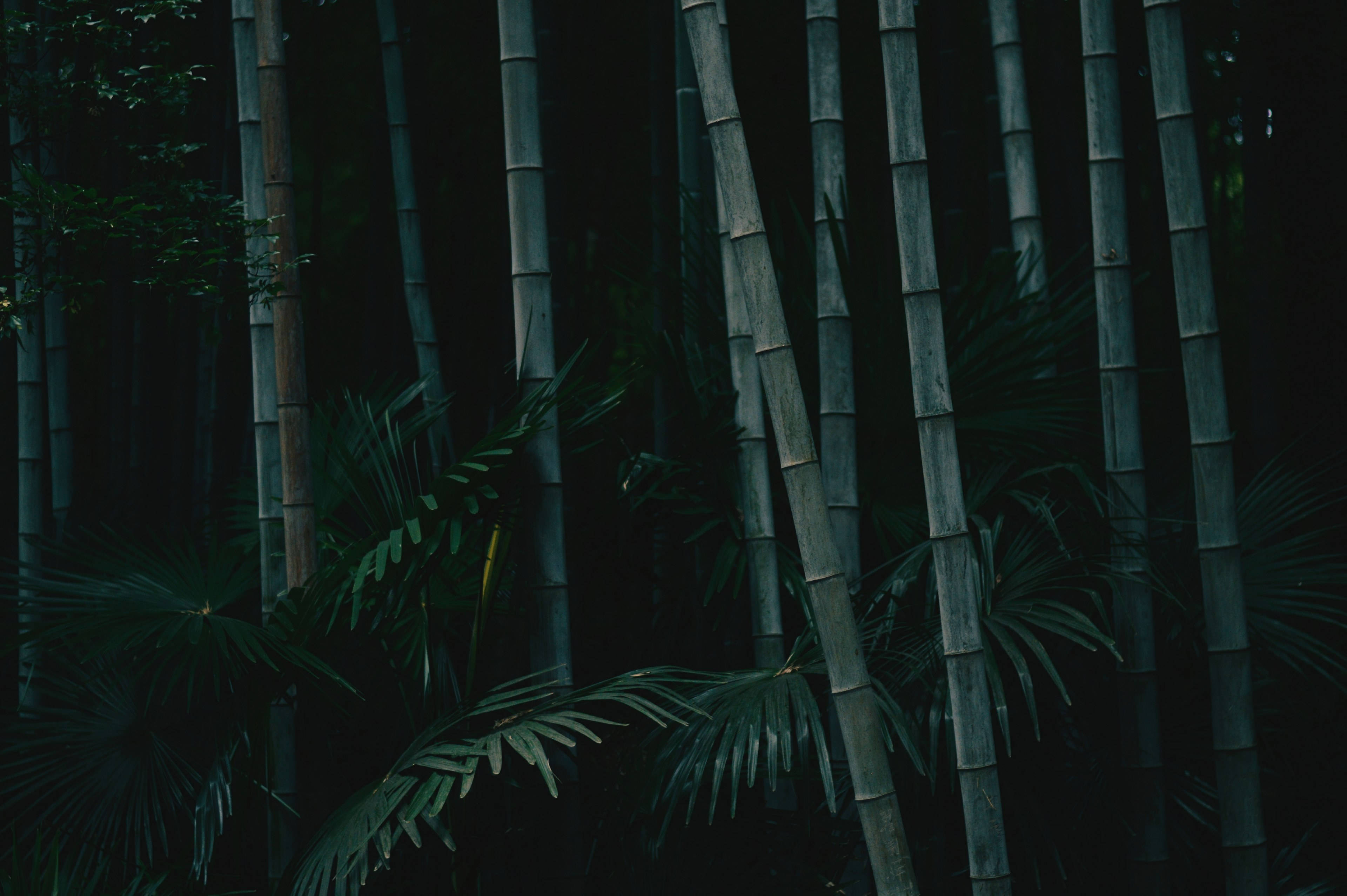 Tumma korkea bambu 4K-luonto Taustakuvat