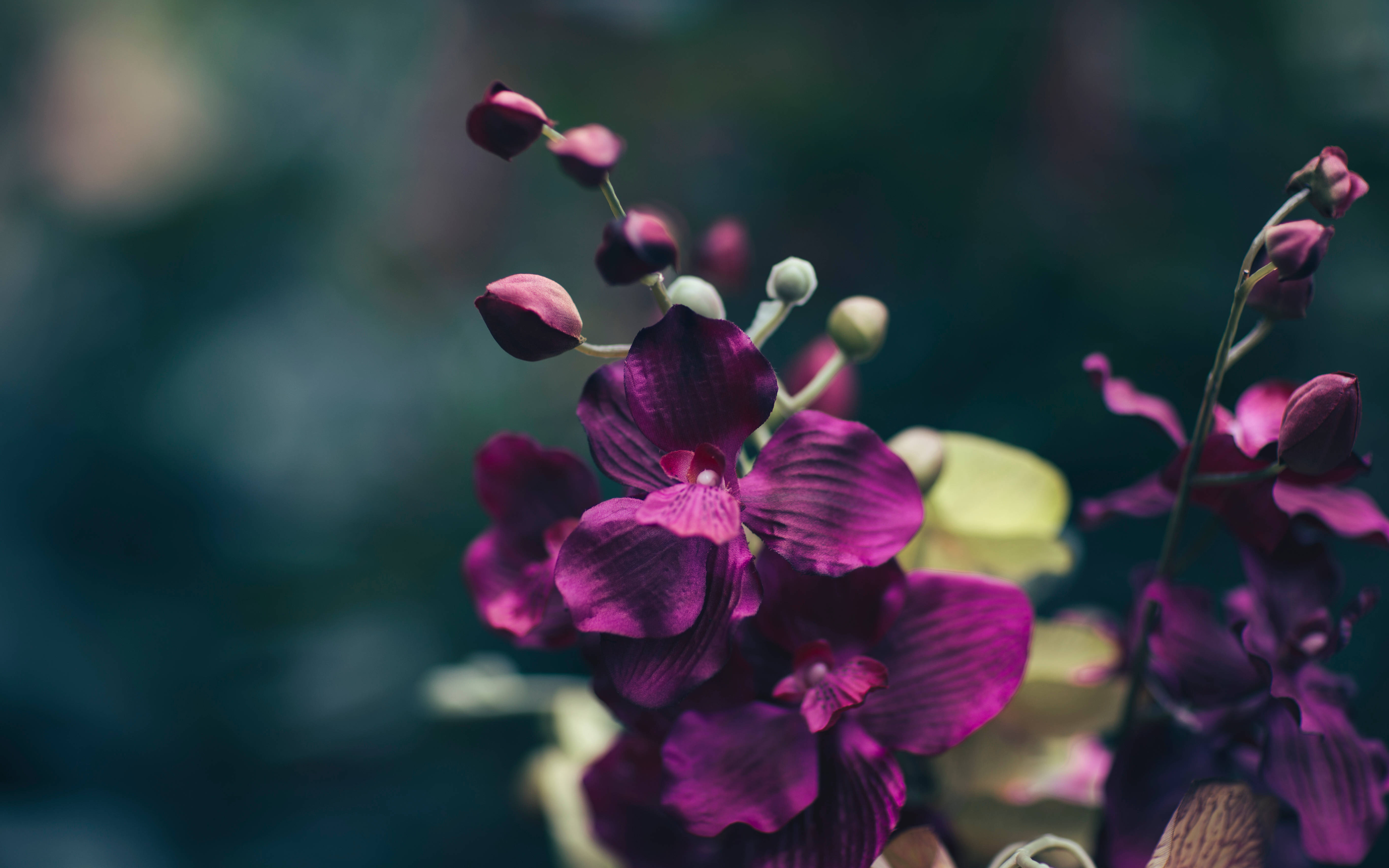 Tumma kukkainen violetti Taustakuvat