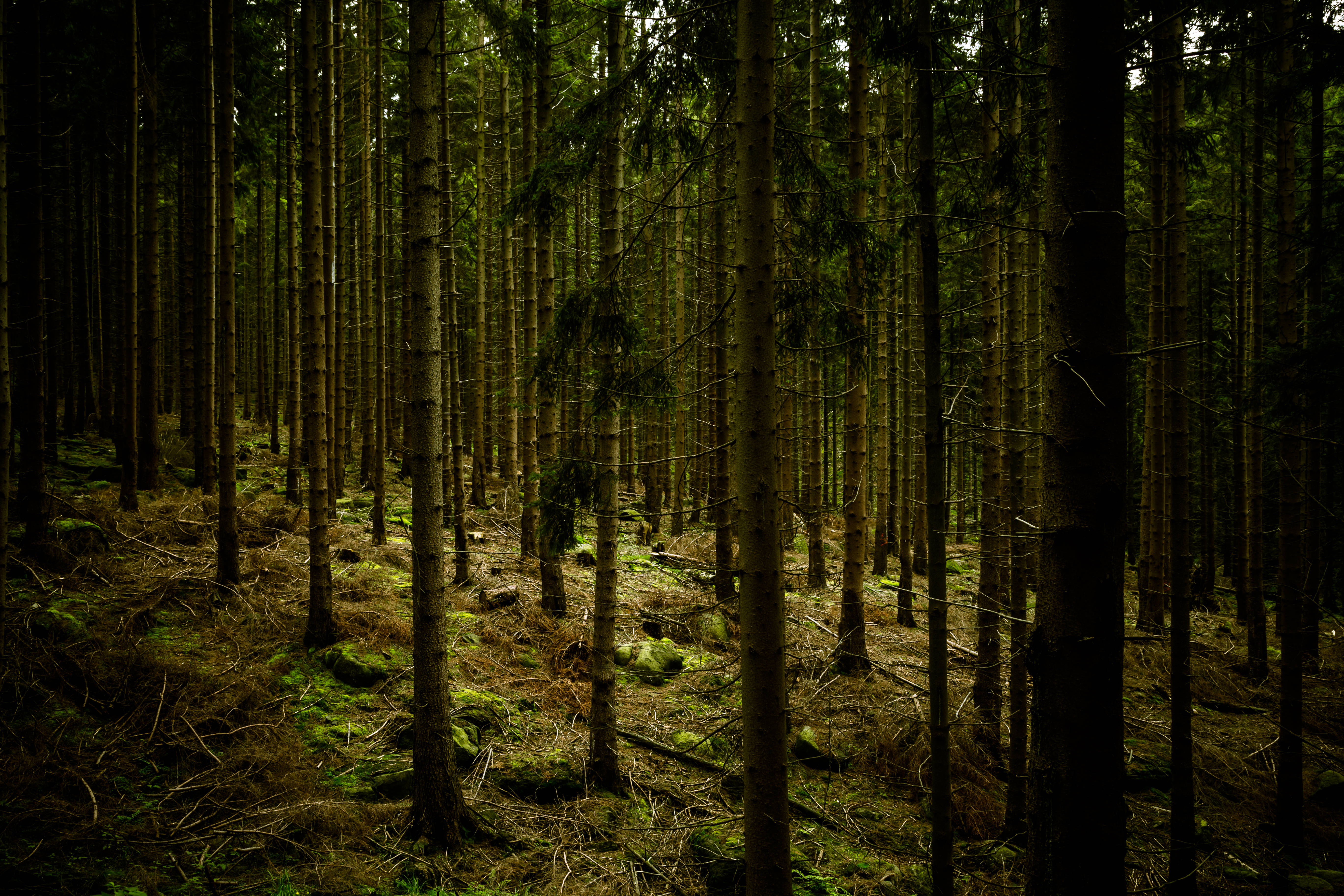 Tumma vihreä metsä Taustakuvat