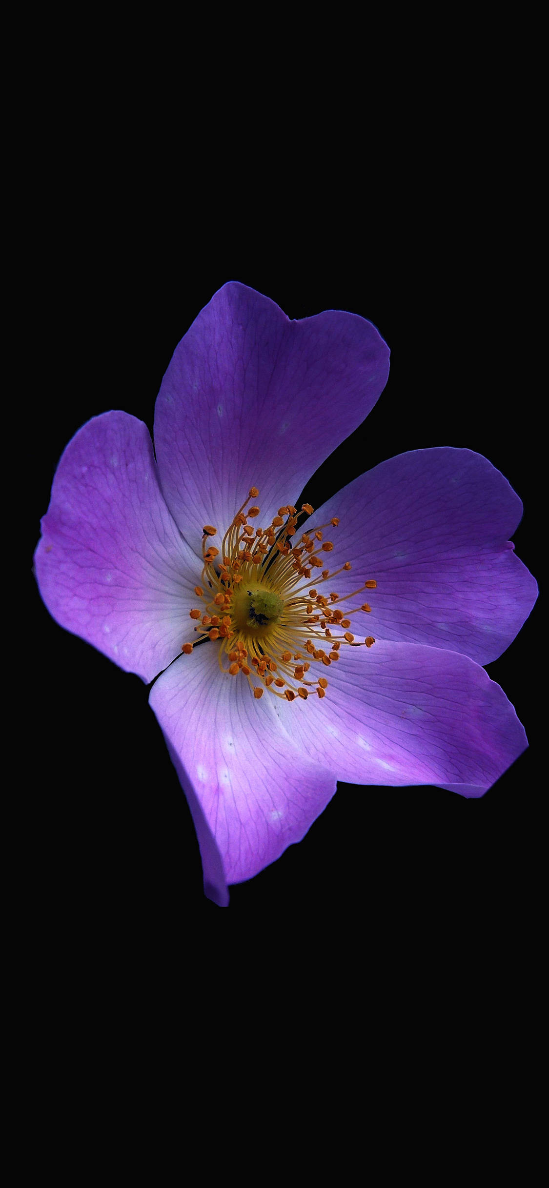 Tumman violetti esteettinen kukka Taustakuvat